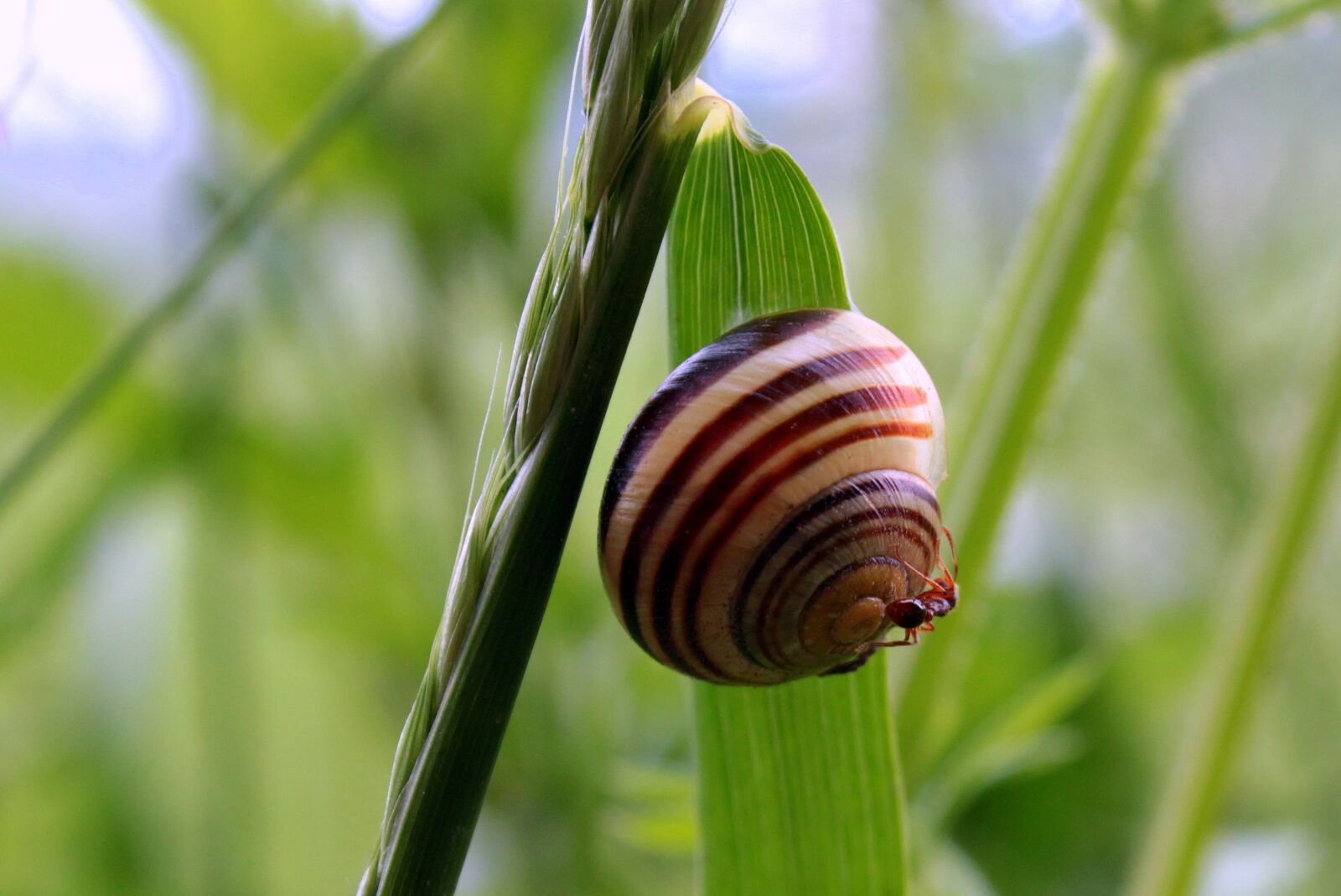 Canon EOS 650D (EOS Rebel T4i / EOS Kiss X6i) sample photo. Shell, snail, tape worm photography