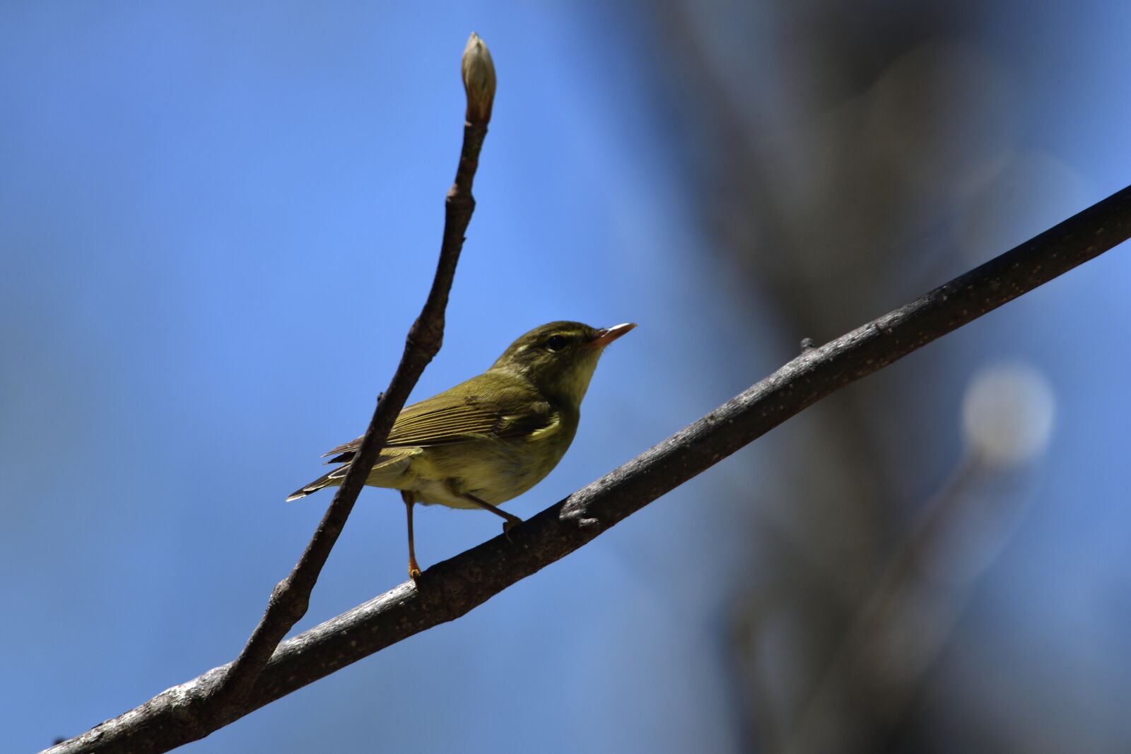 Nikon D500 sample photo. Natural, bird, outdoors photography