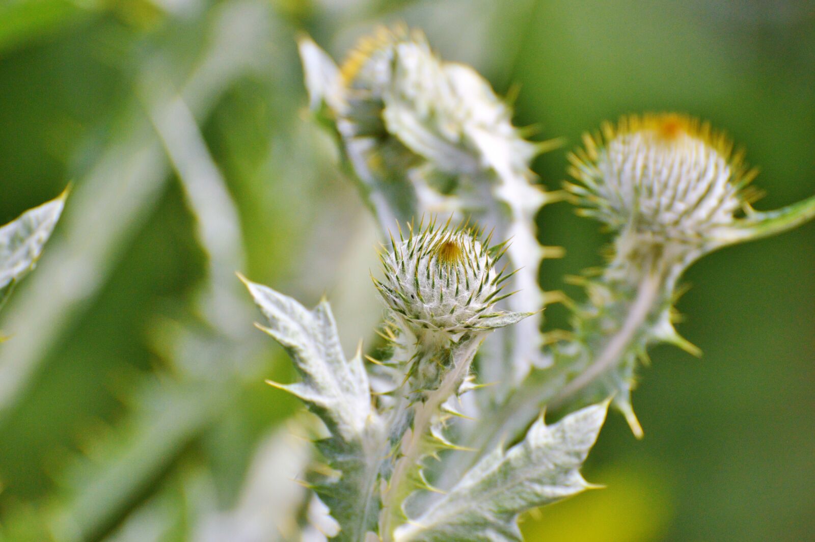 Nikon D3200 sample photo. Thistle, silver thistle, large photography