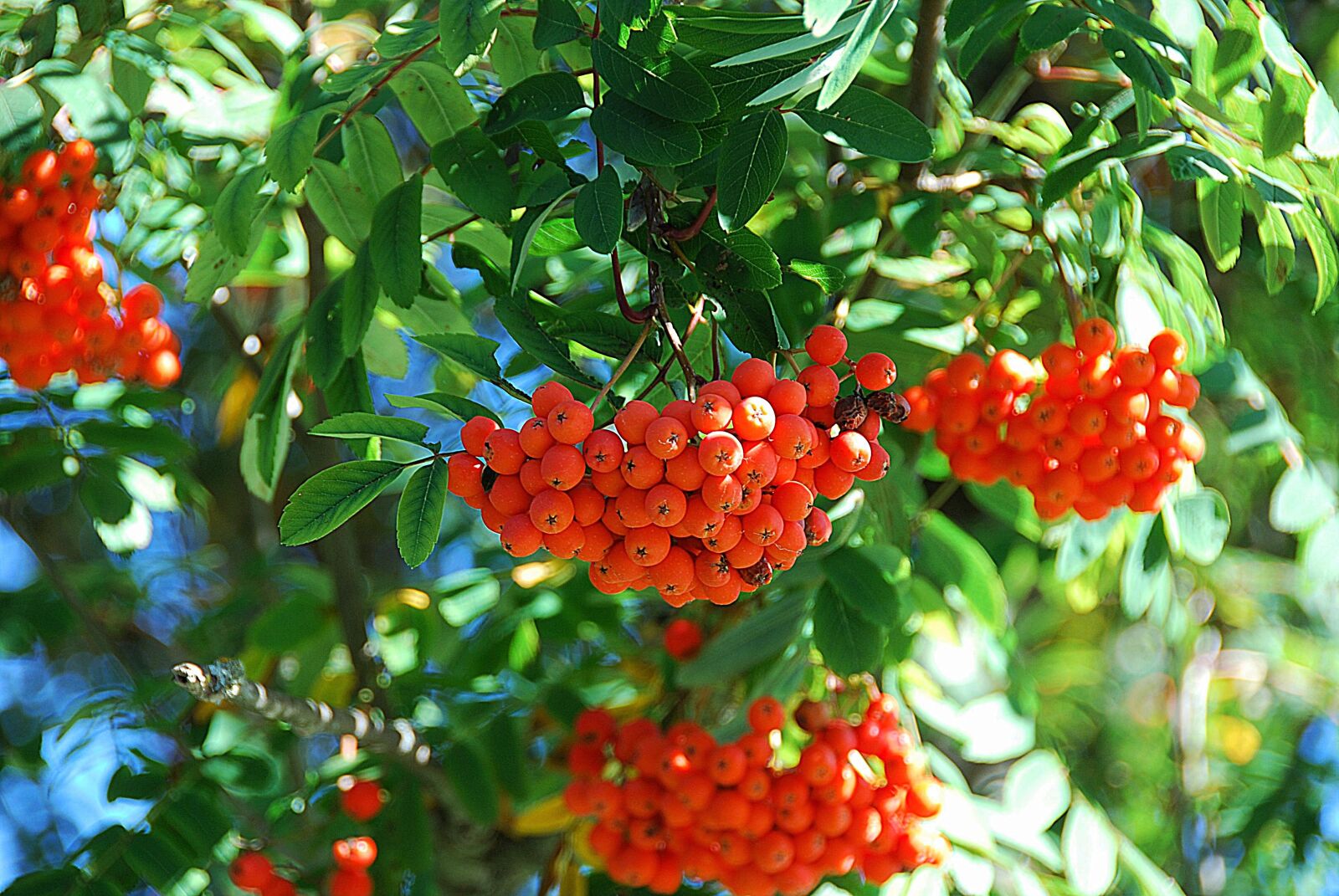 Nikon D80 sample photo. Rowan, mountain ash, red photography