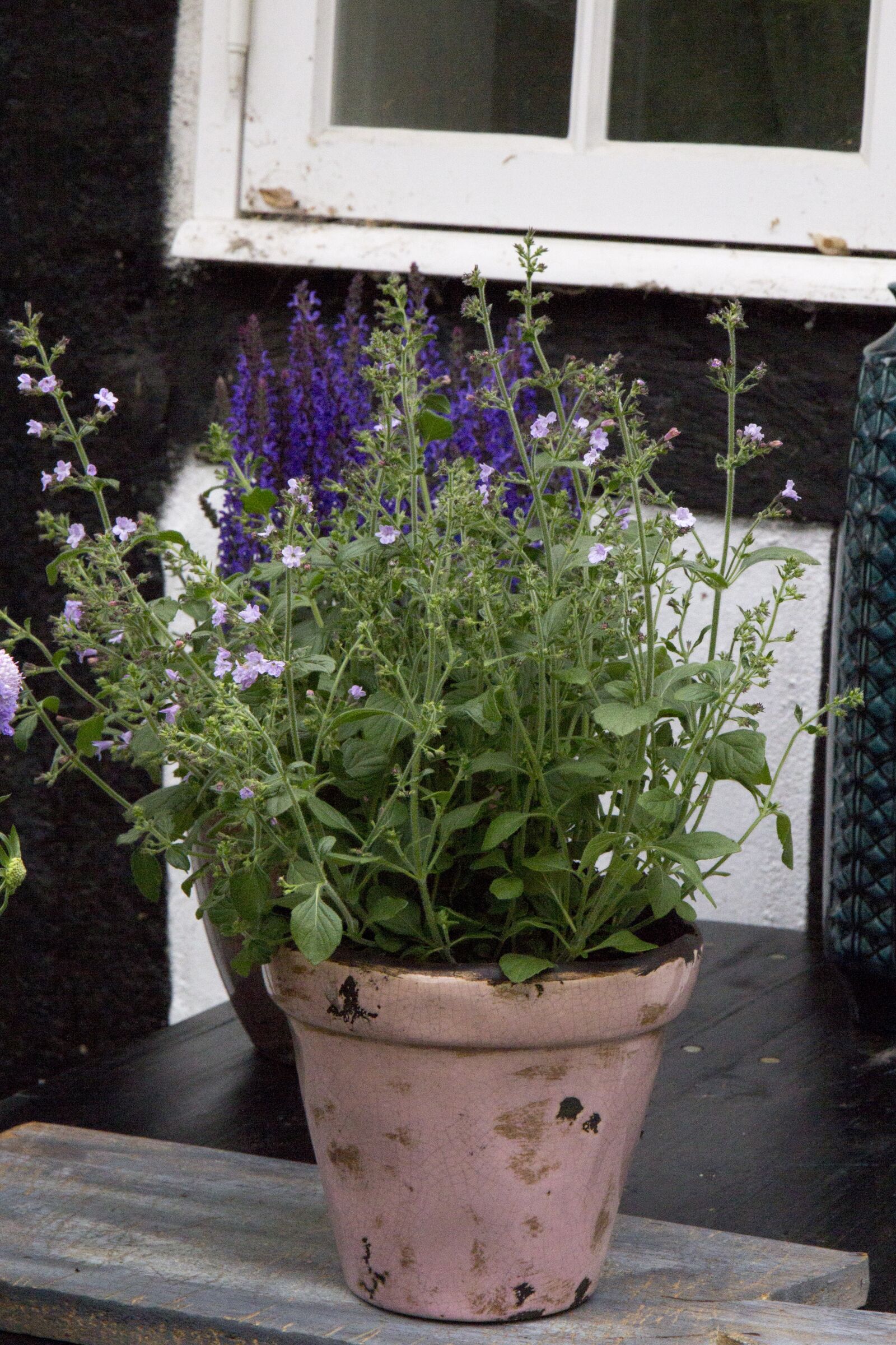 Canon EOS 60D sample photo. Plant, flower, perennial photography