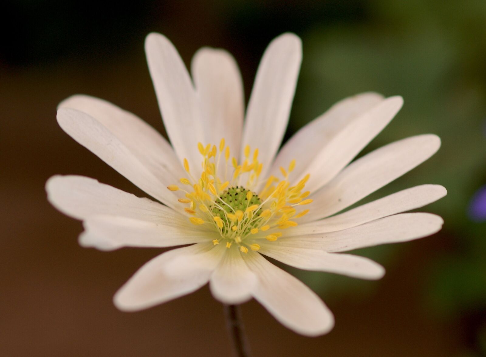 Sony Alpha DSLR-A350 sample photo. Anemone, blossom, bloom photography