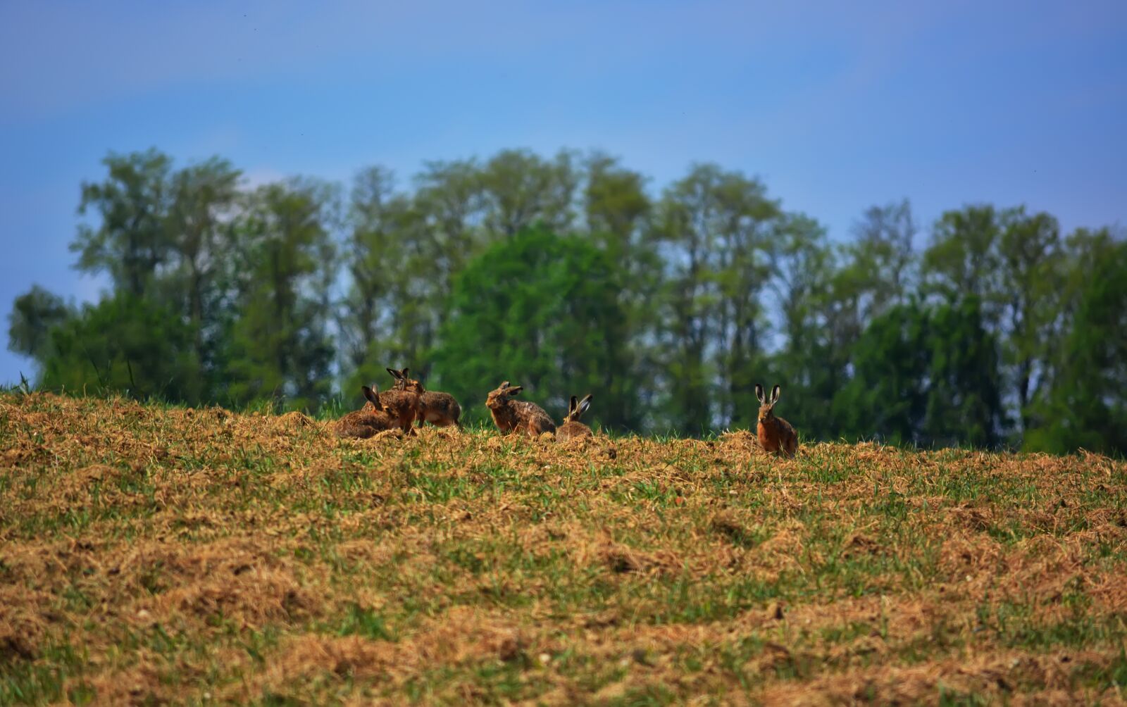 Nikon D5200 sample photo. Fields, spring, animals photography