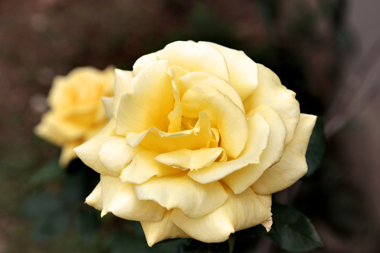 Canon EOS 550D (EOS Rebel T2i / EOS Kiss X4) sample photo. Rose, roses, flower photography