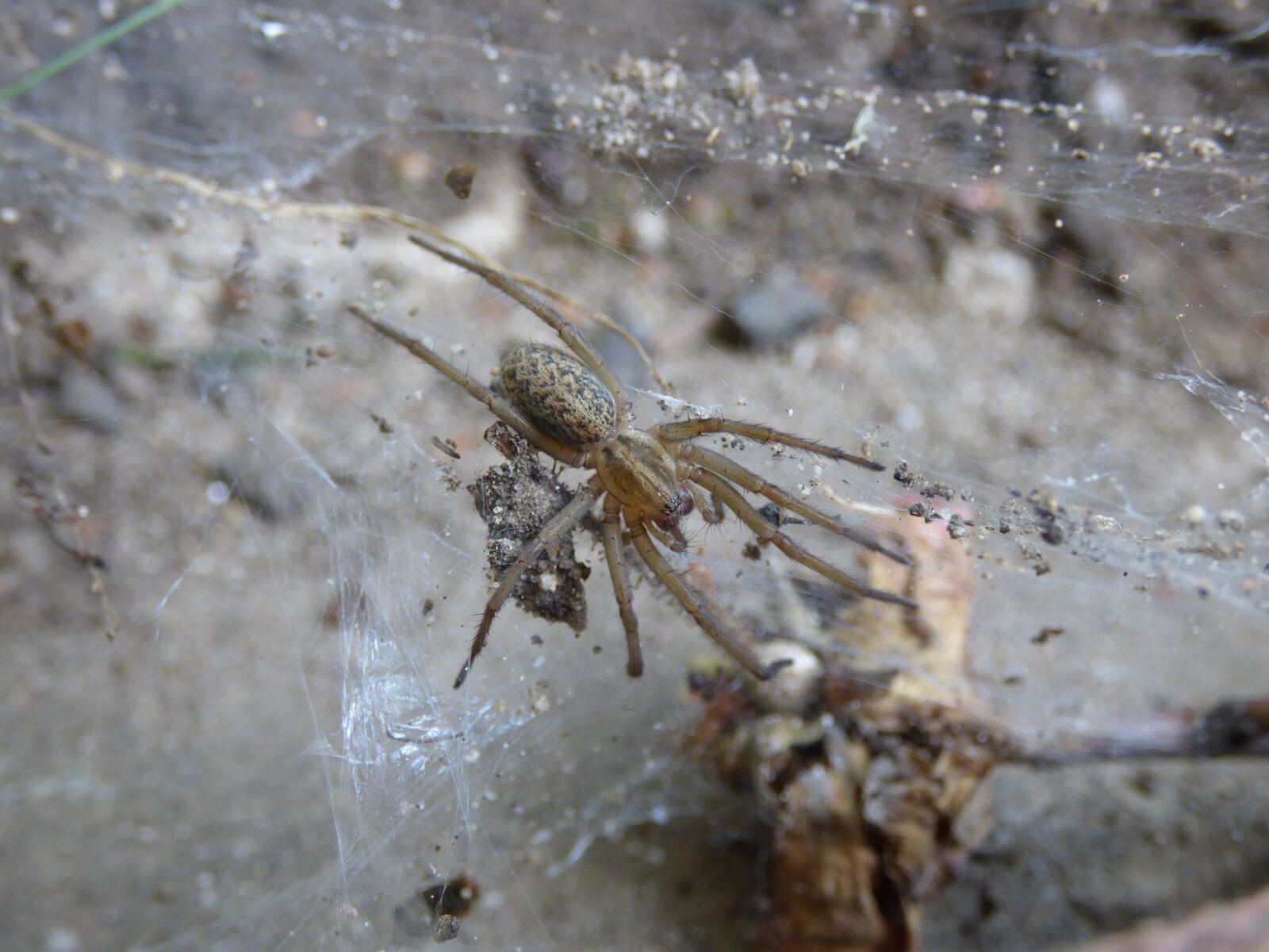 Panasonic DMC-FZ72 sample photo. Spider, cobweb, garden photography