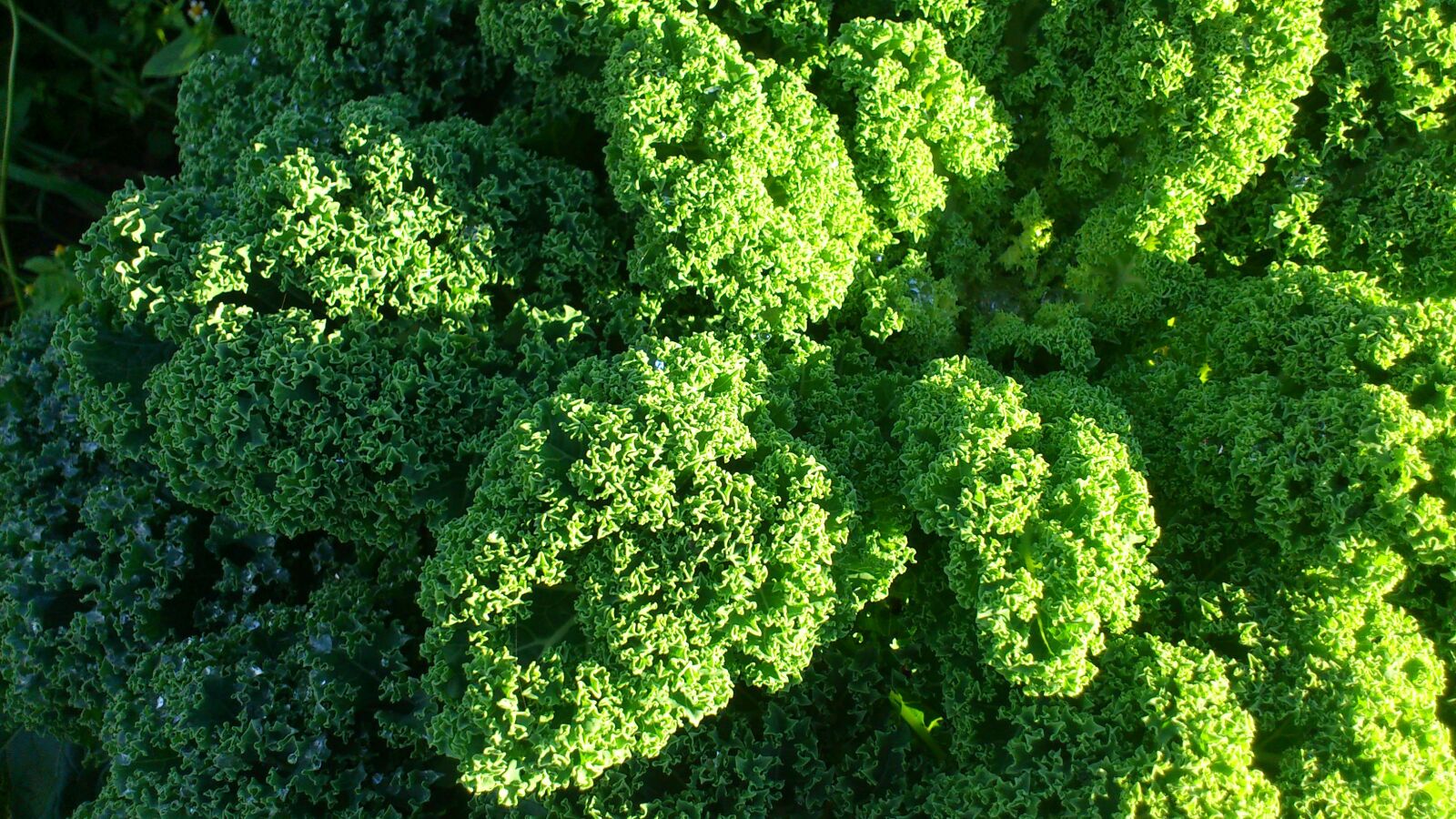 Sony Ericsson Xperia arc S sample photo. Kale, vegetables, winter vegetables photography