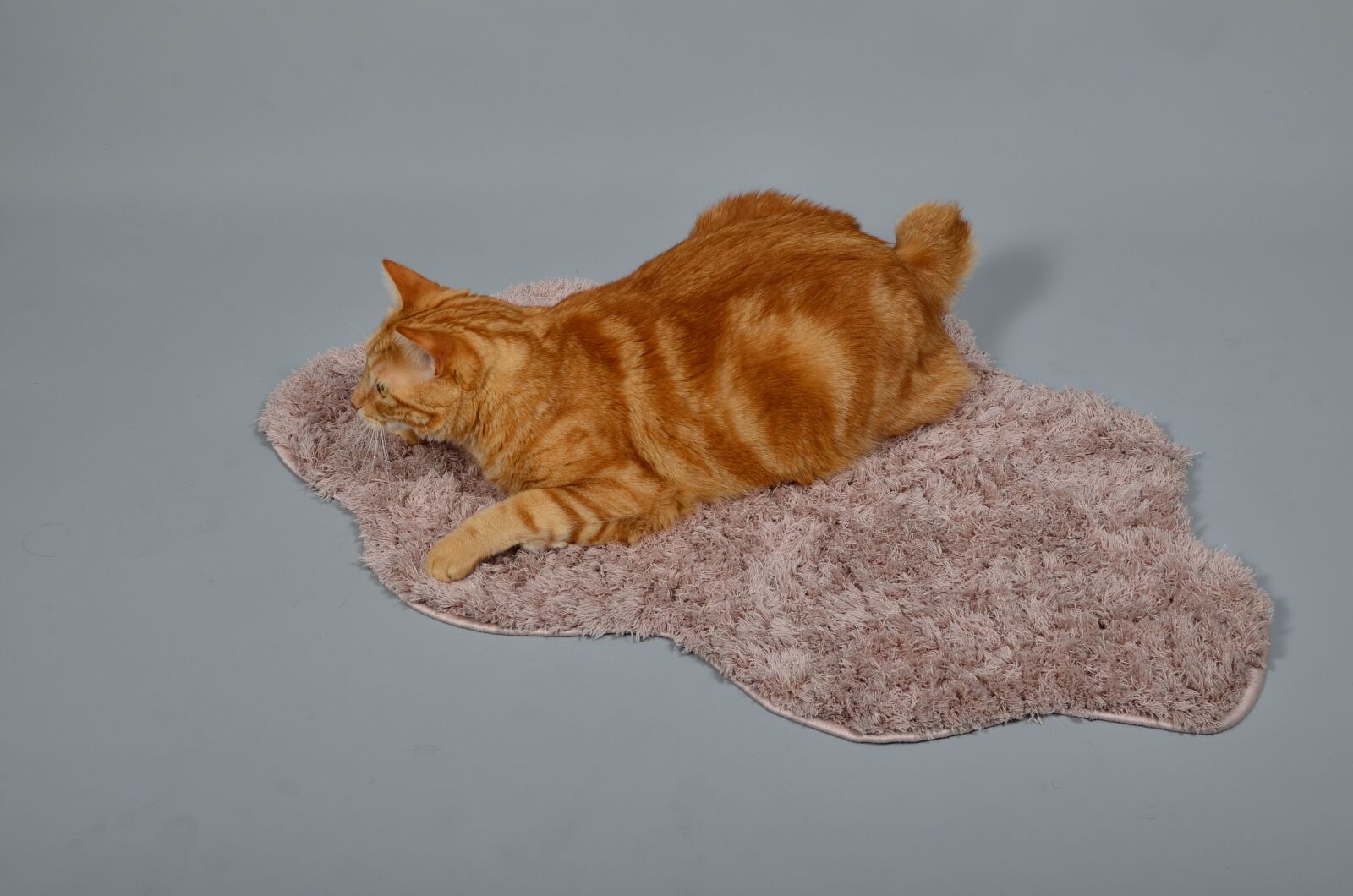 Nikon D7000 sample photo. Animal, cat, cute photography