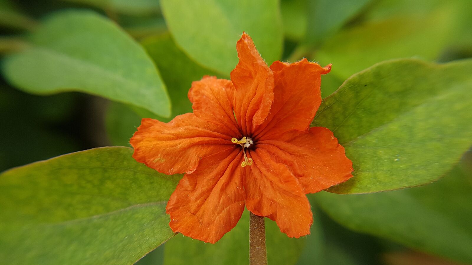 Samsung Galaxy S7 Edge sample photo. Flower, orange flower, nature photography