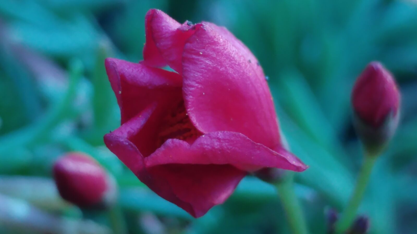LG G5 sample photo. Red petal, flower, blossom photography
