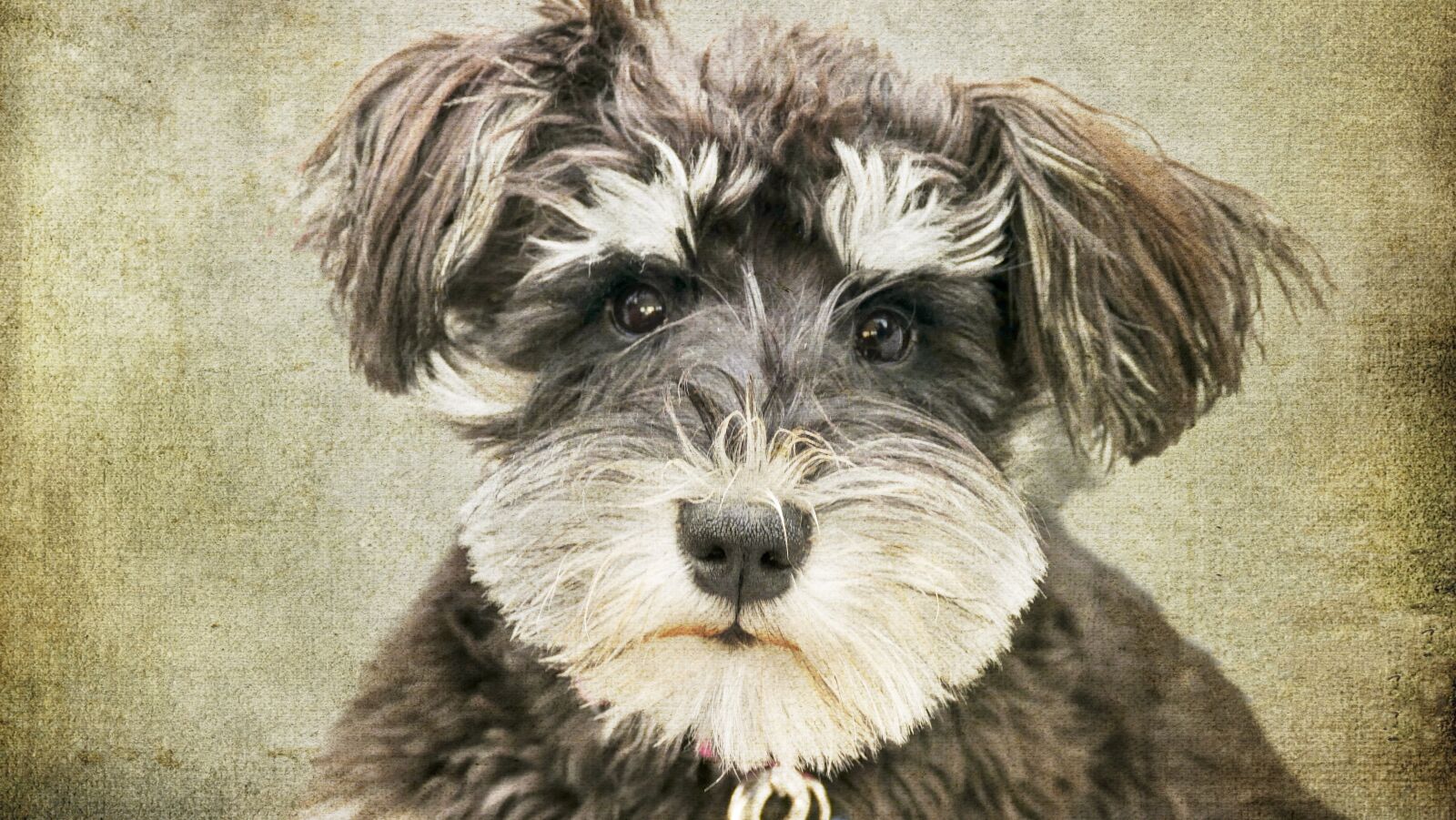 Panasonic Lumix DMC-FZ1000 sample photo. Schnauzer, dog, animal photography