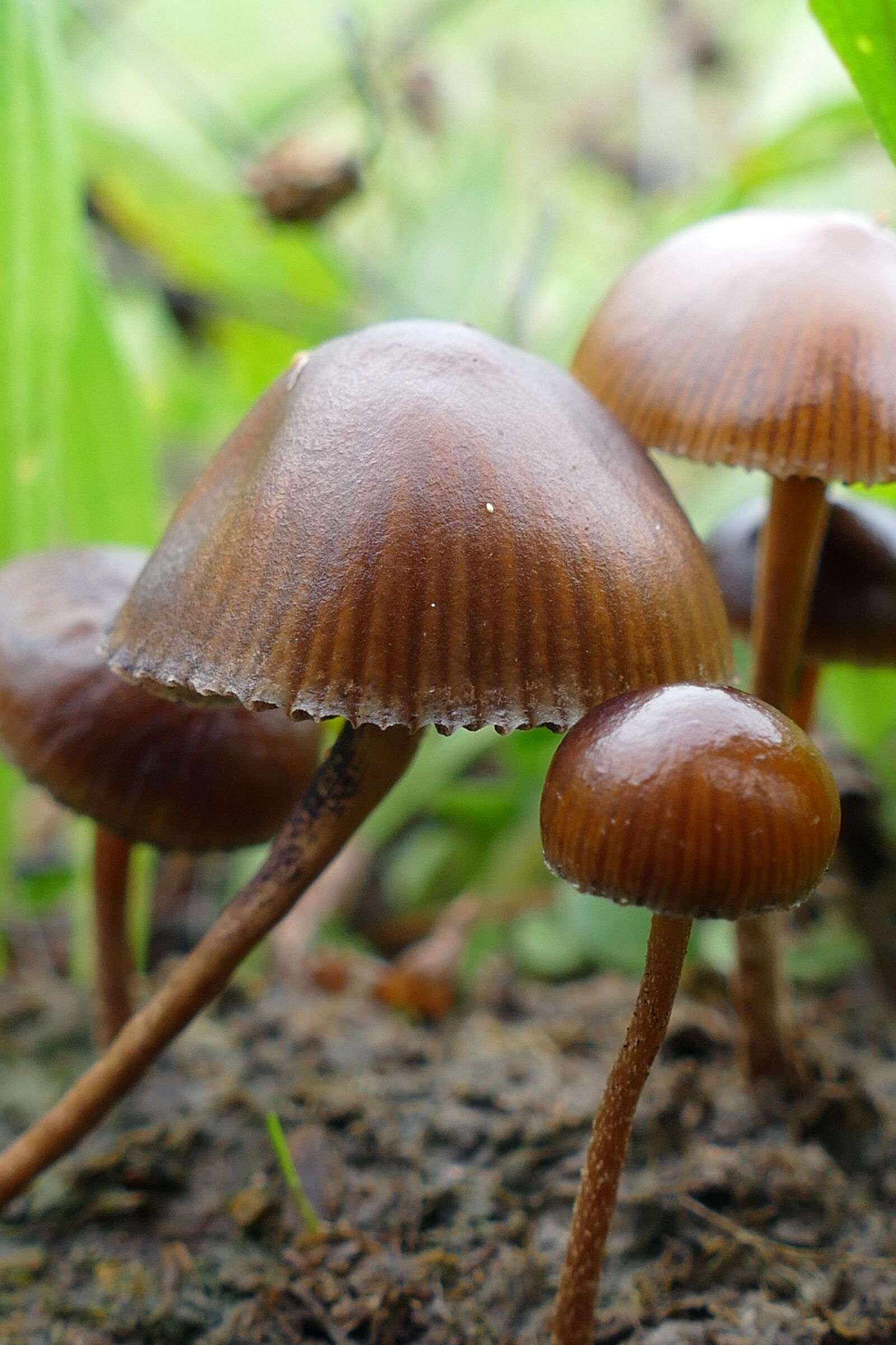 Panasonic Lumix DMC-FZ1000 sample photo. Mushrooms, agaric, forest ground photography