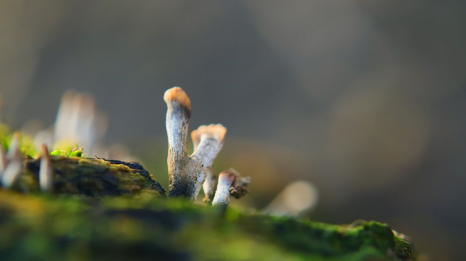 Canon EF-M 15-45mm F3.5-6.3 IS STM sample photo. Mushroom, autumn, leaves photography