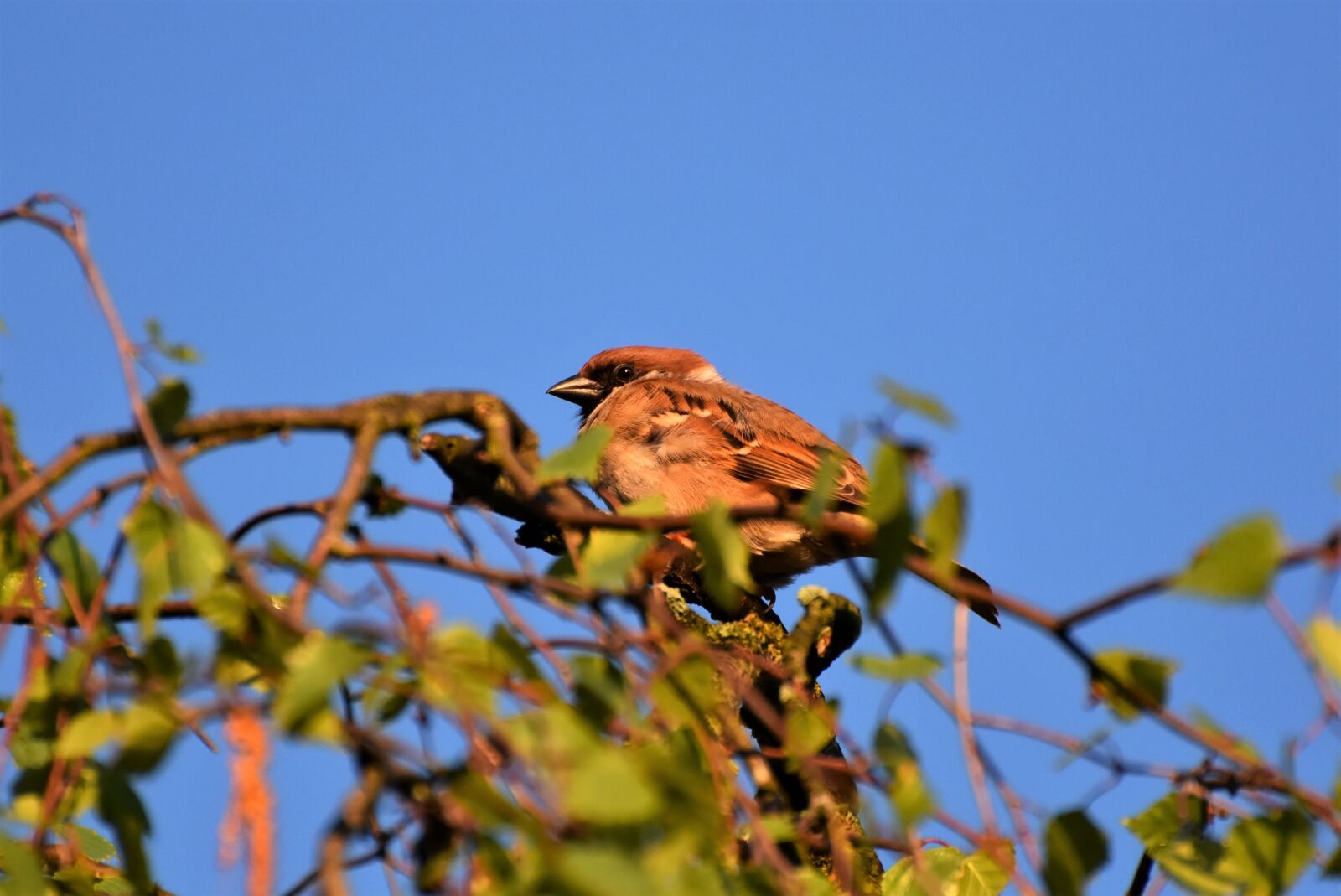 Nikon D7200 sample photo. Sparrow, sperling, bird photography