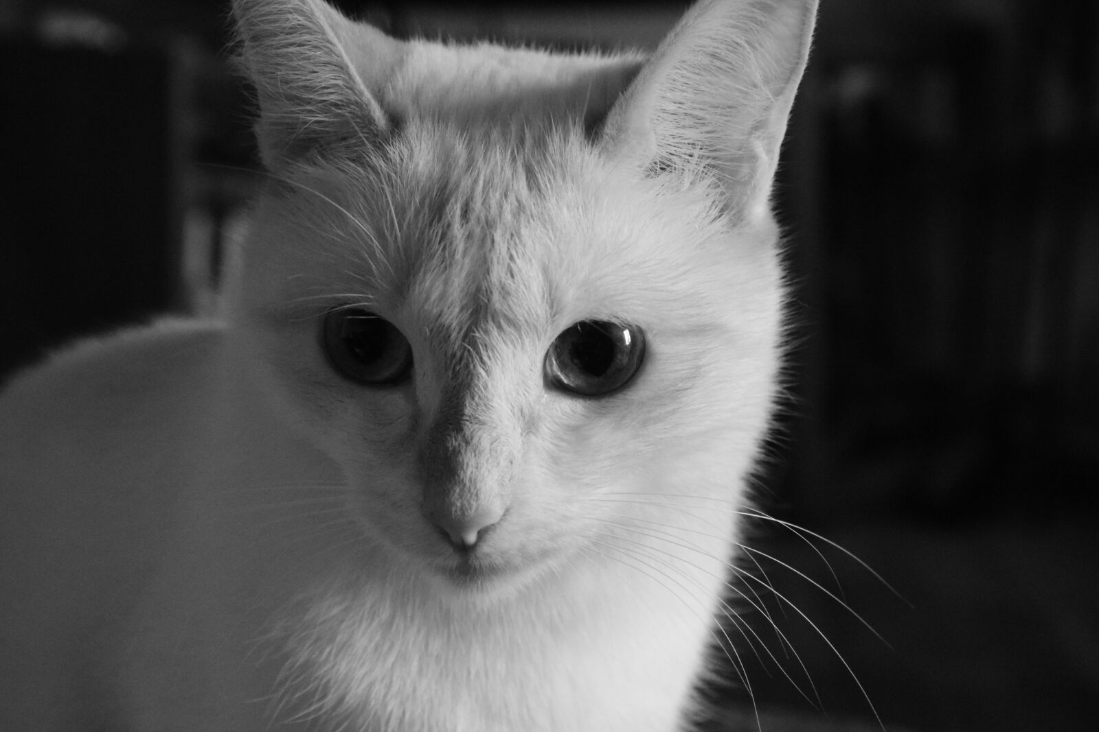 Nikon D5300 sample photo. Cat, animal, feline photography