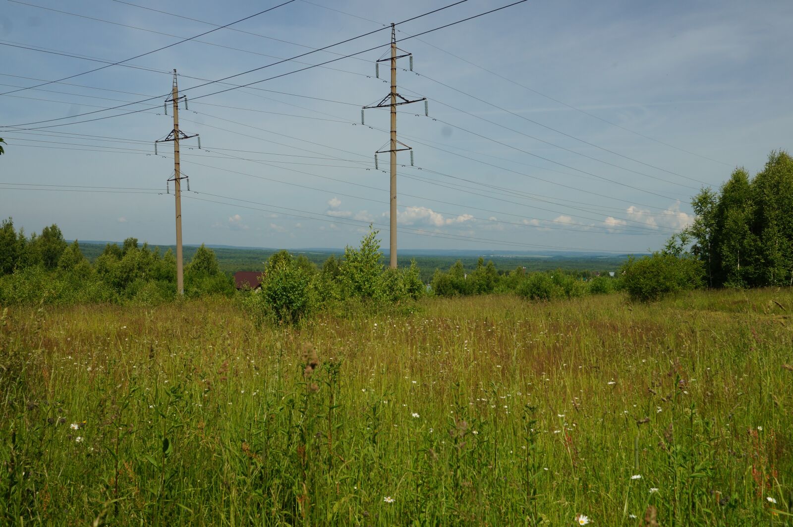 Sony SLT-A57 sample photo. Forest, line, support photography