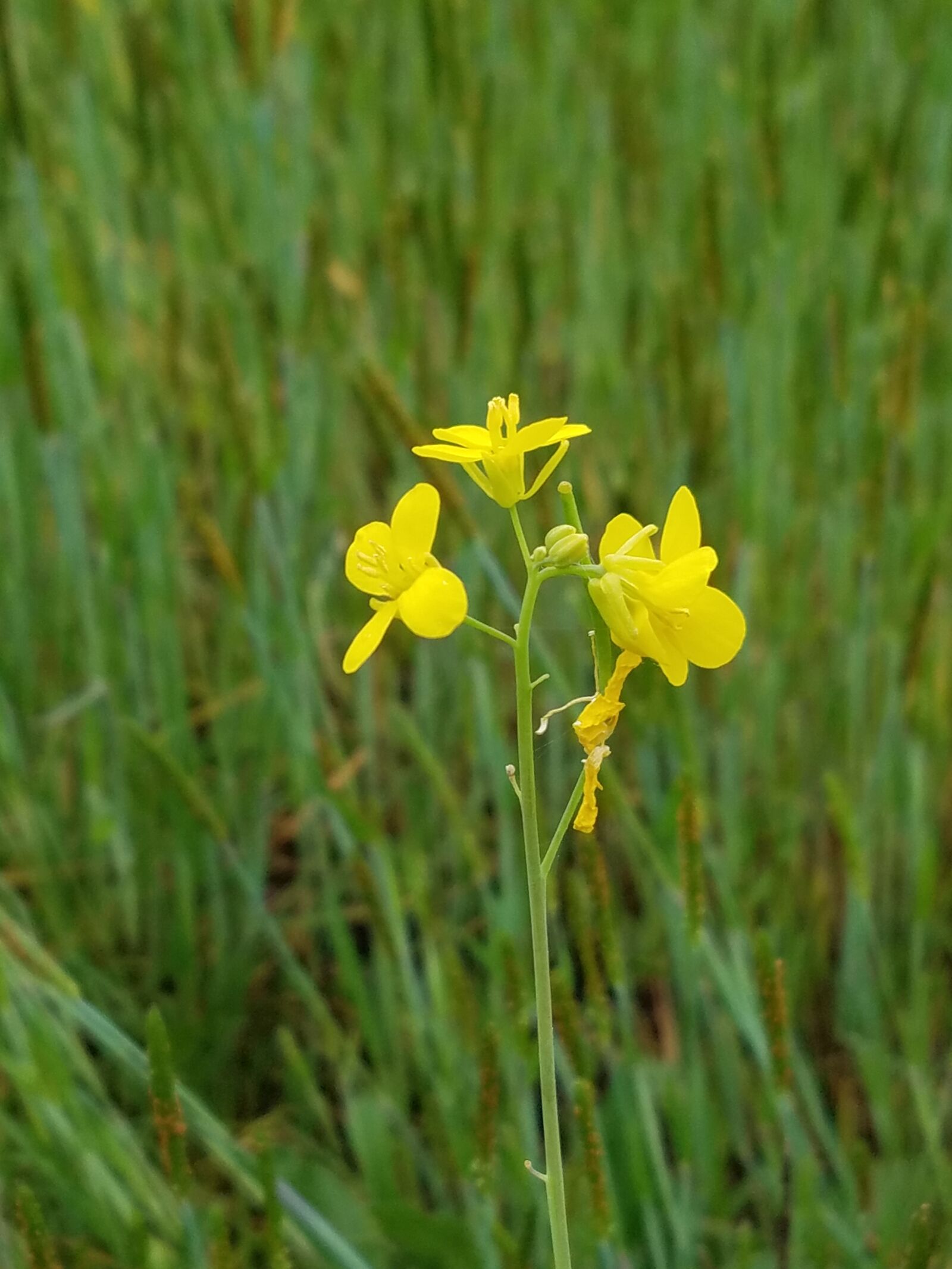 Samsung Galaxy S7 sample photo. Grass, flower, nature photography