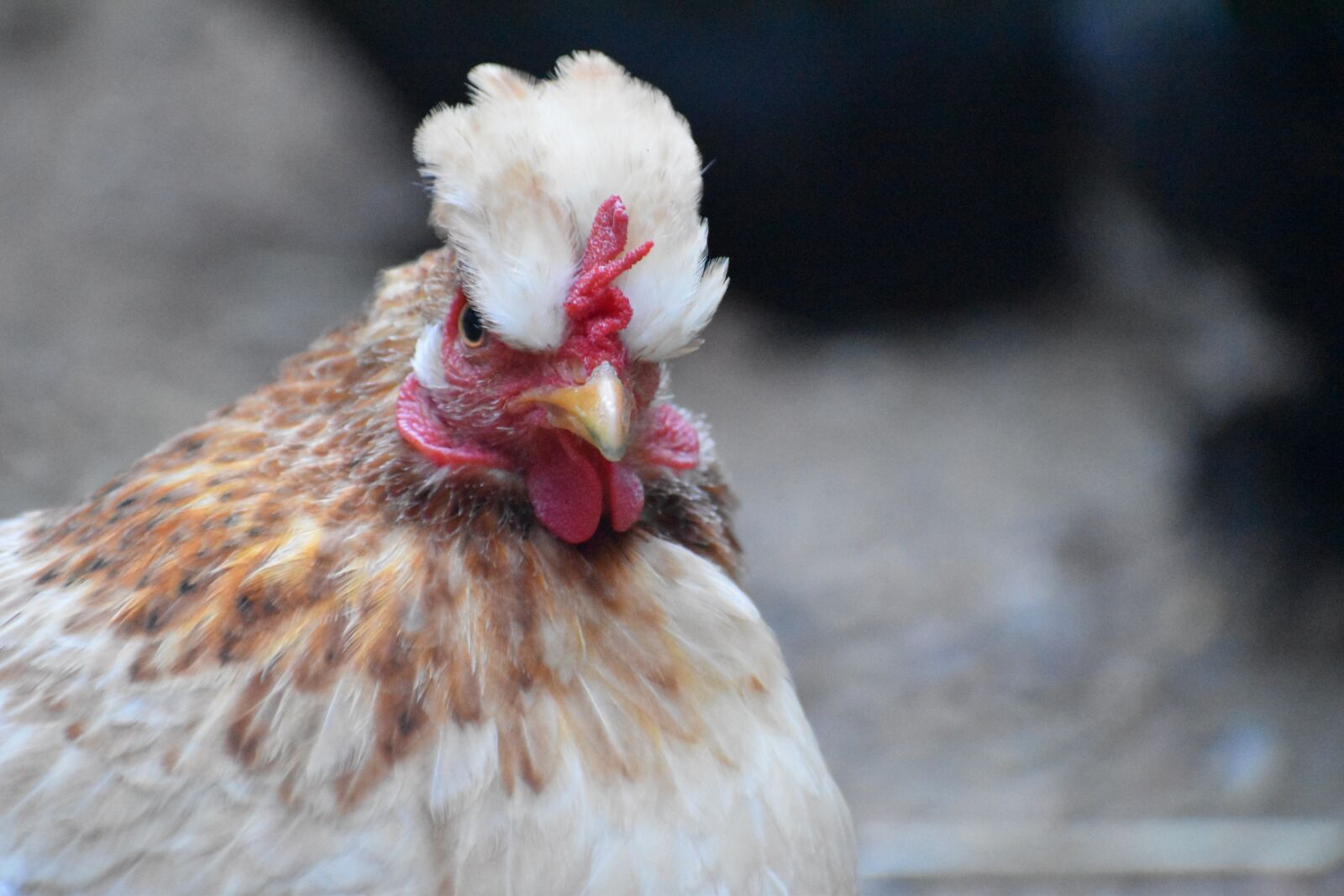 Nikon D5500 sample photo. Poultry, bird, hen photography