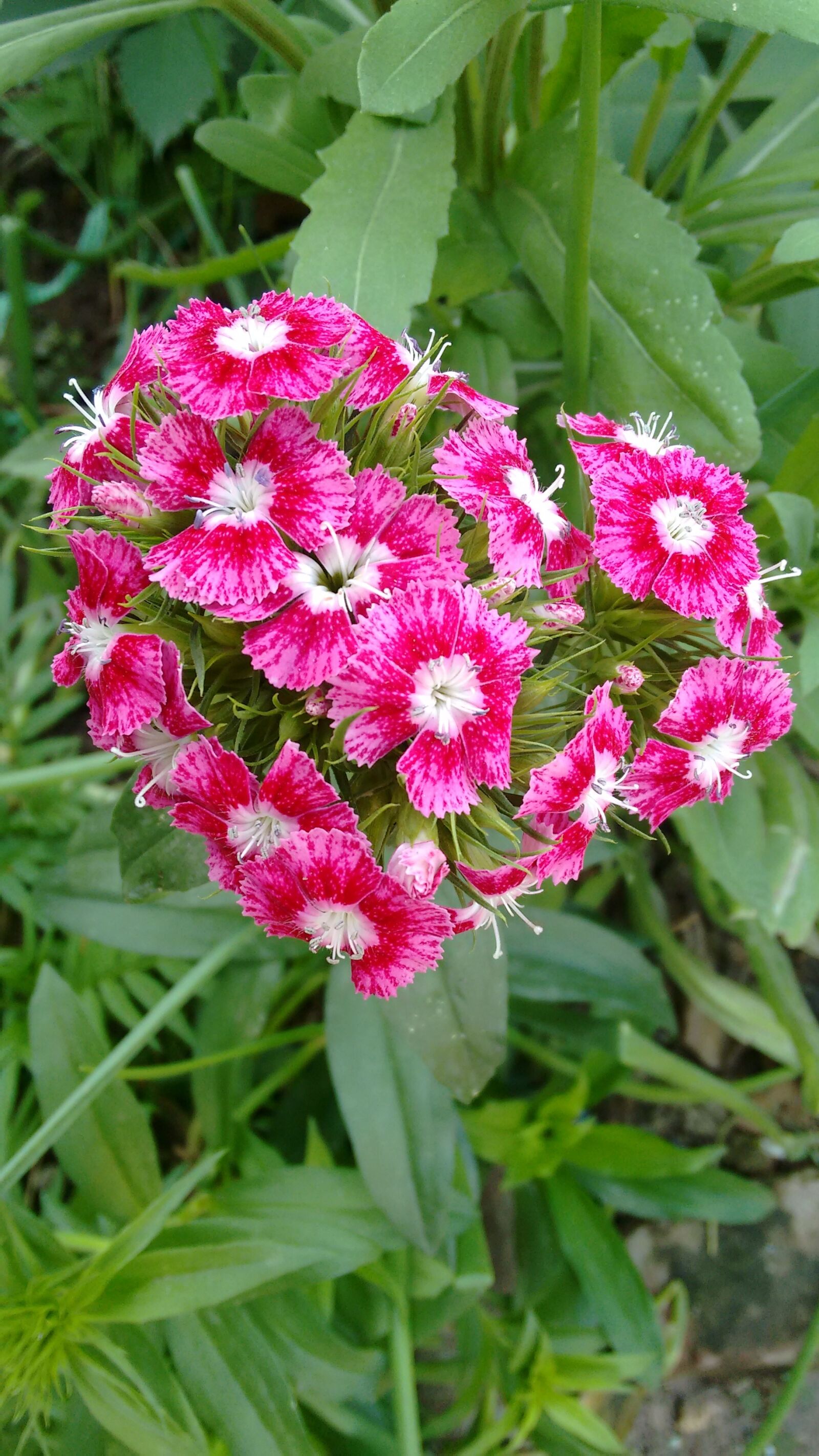 Motorola Moto G (2nd Gen) sample photo. Nature, flower, flora photography