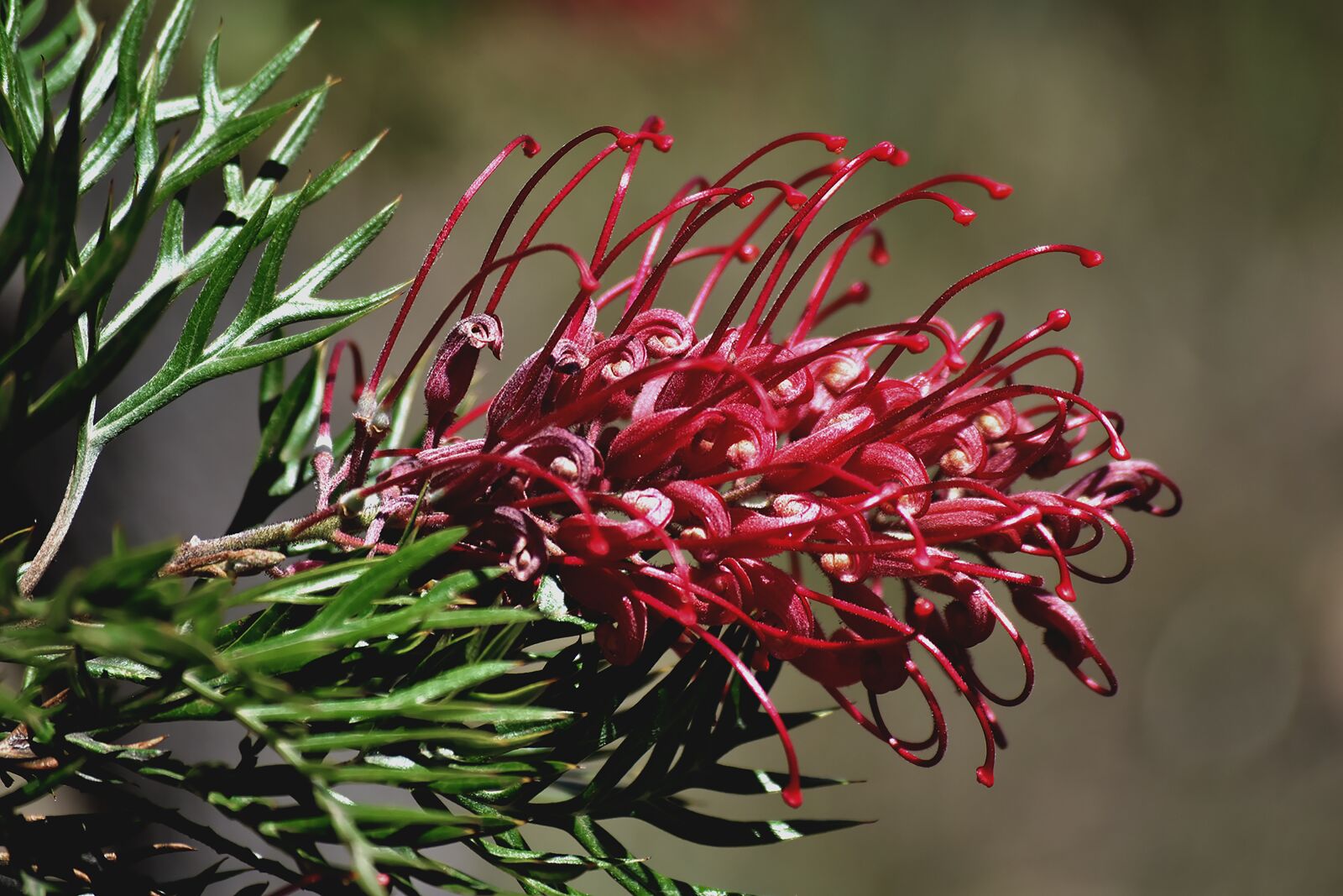 Nikon D5500 sample photo. Flower, christmas, summer photography