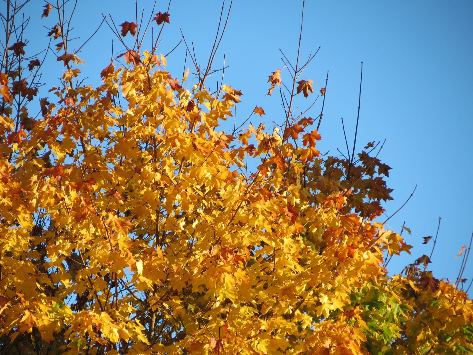 Canon PowerShot SX40 HS sample photo. Sky, blue, autumn photography