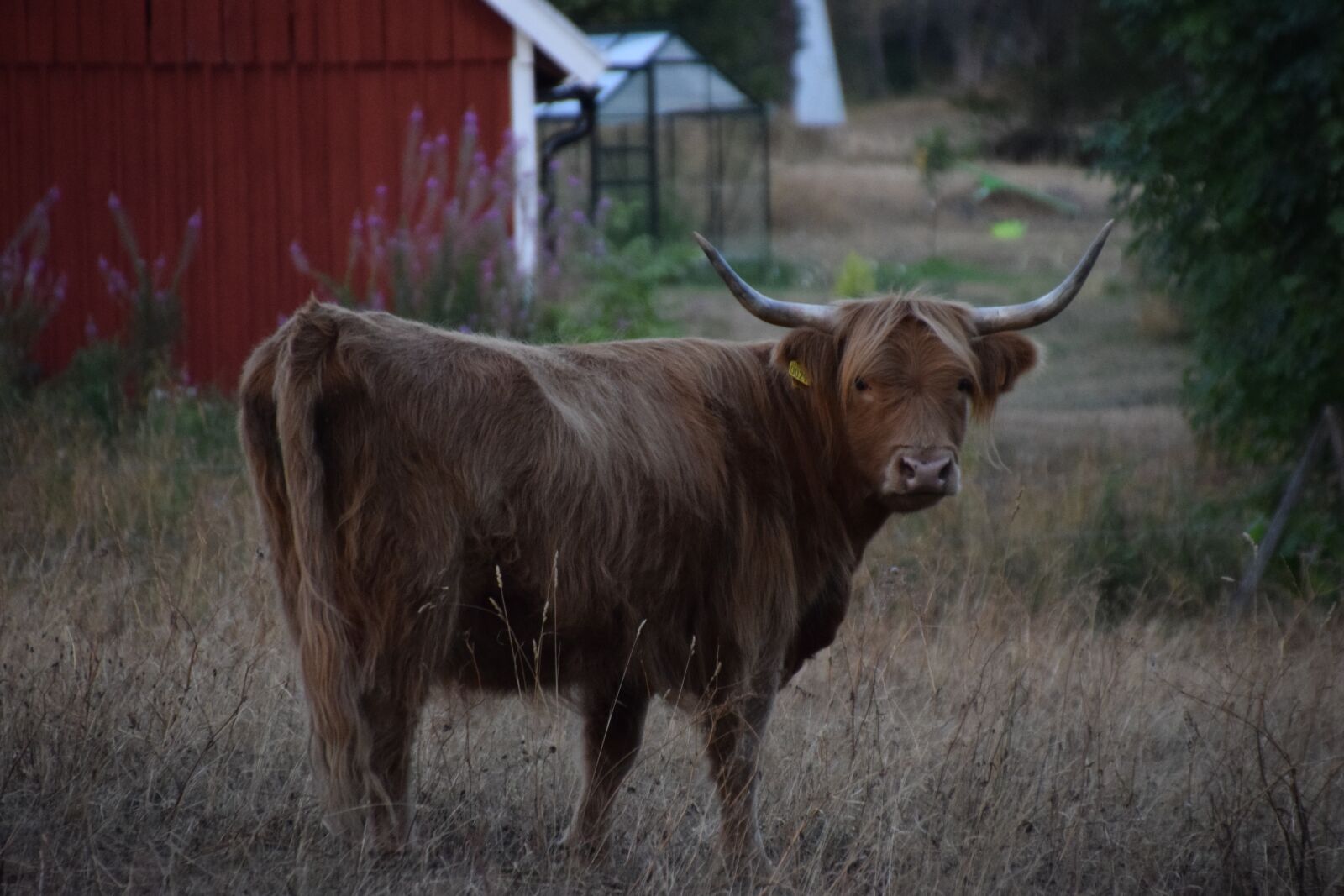 Nikon D5300 sample photo. Scottish, cow, field photography