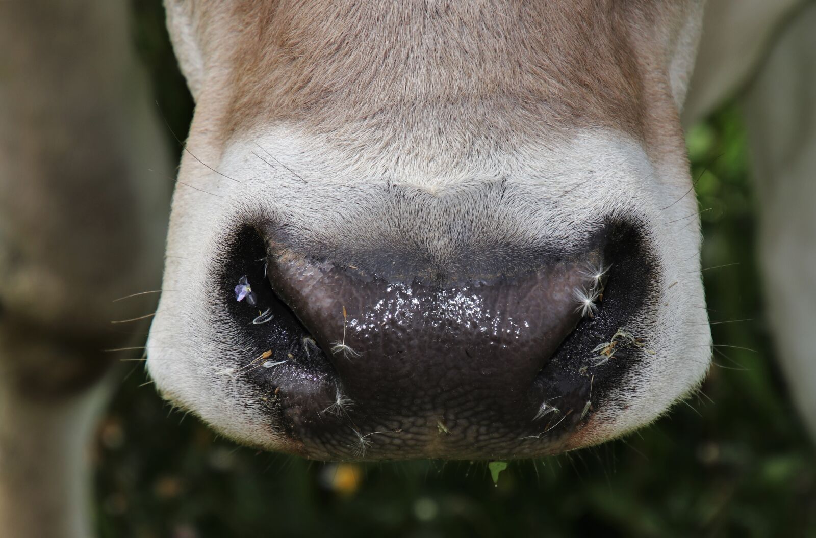 Canon EOS 80D sample photo. Cattle dairy, cow, dandelion photography