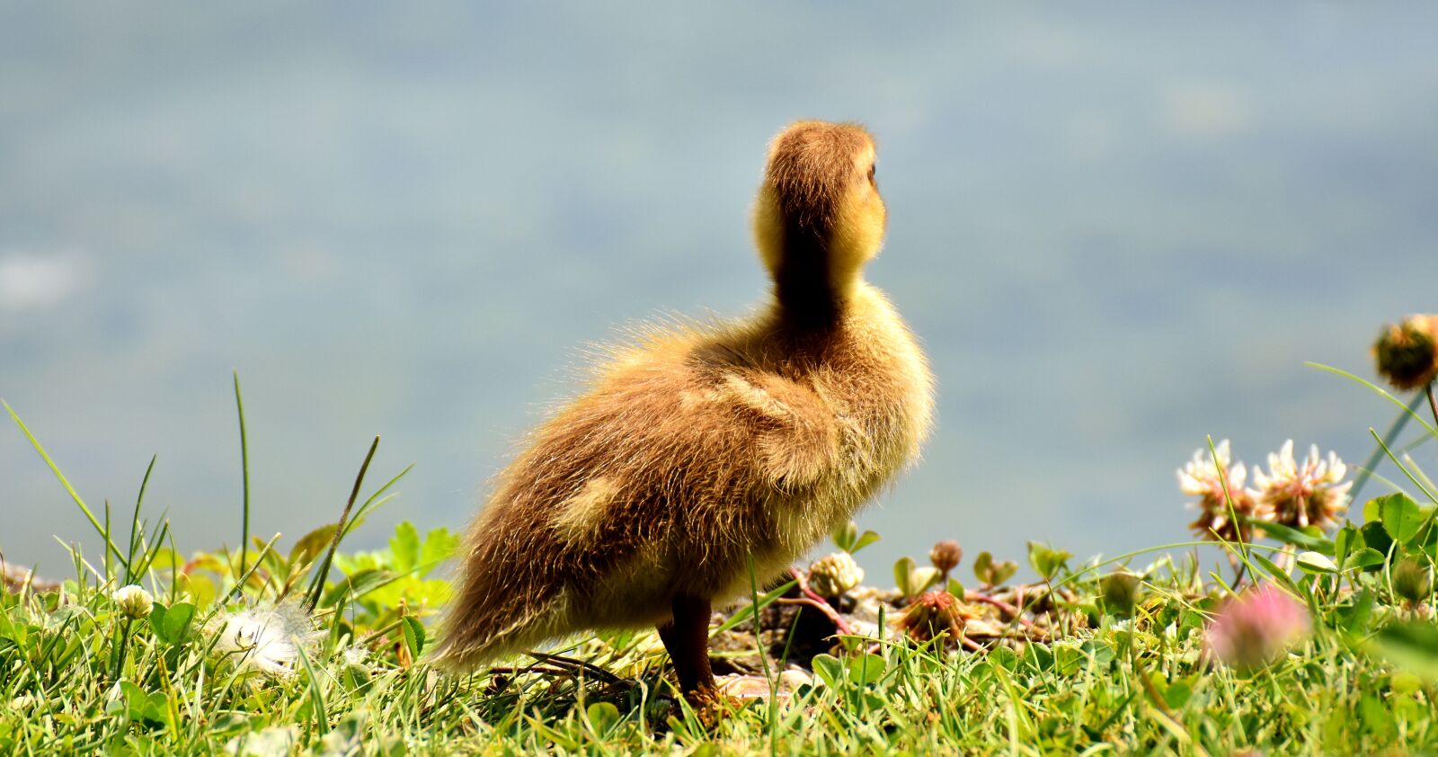 Nikon D7200 sample photo. Mallard, chicks, baby photography