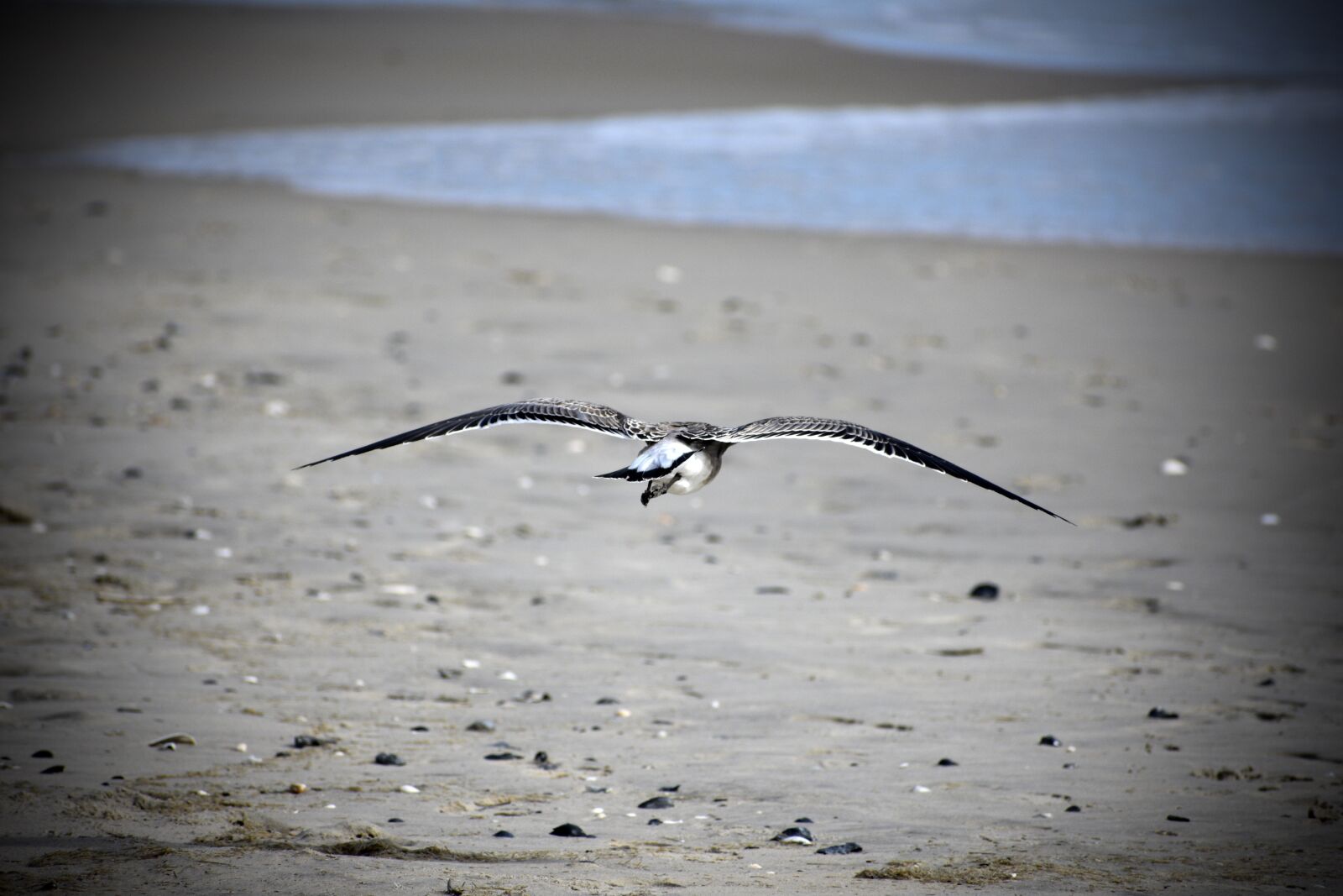 Nikon D3400 sample photo. Bird, gull, seagull photography