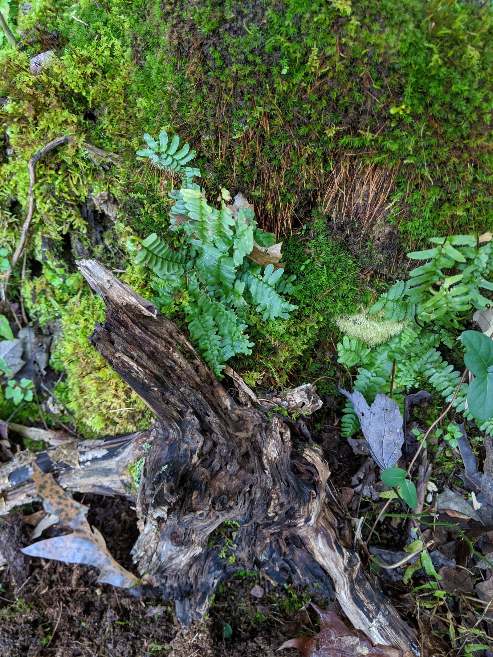 Google Pixel 3 sample photo. Stump, fern, moss photography