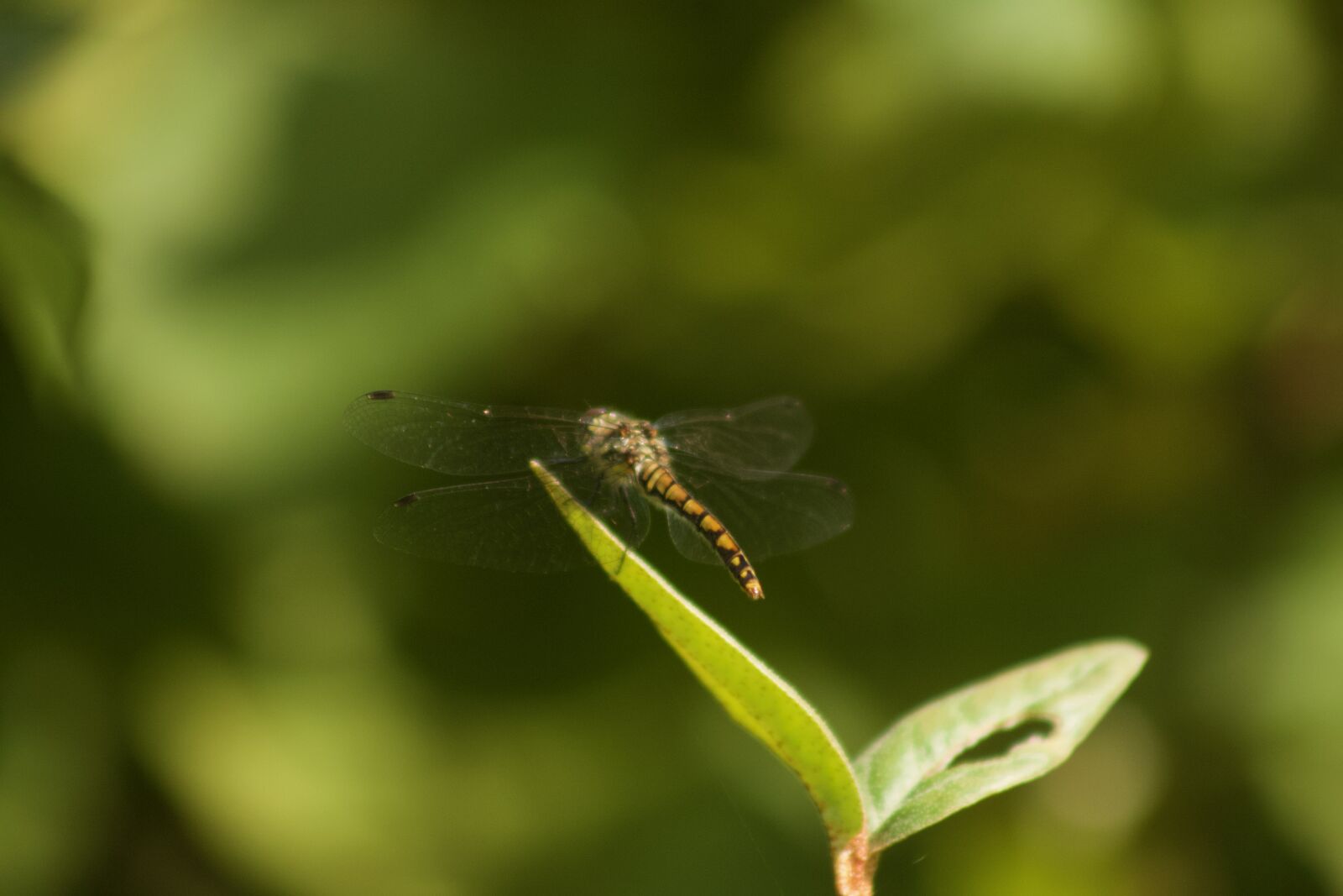 Canon EOS 500D (EOS Rebel T1i / EOS Kiss X3) sample photo. Dragonfly, nature, insect photography