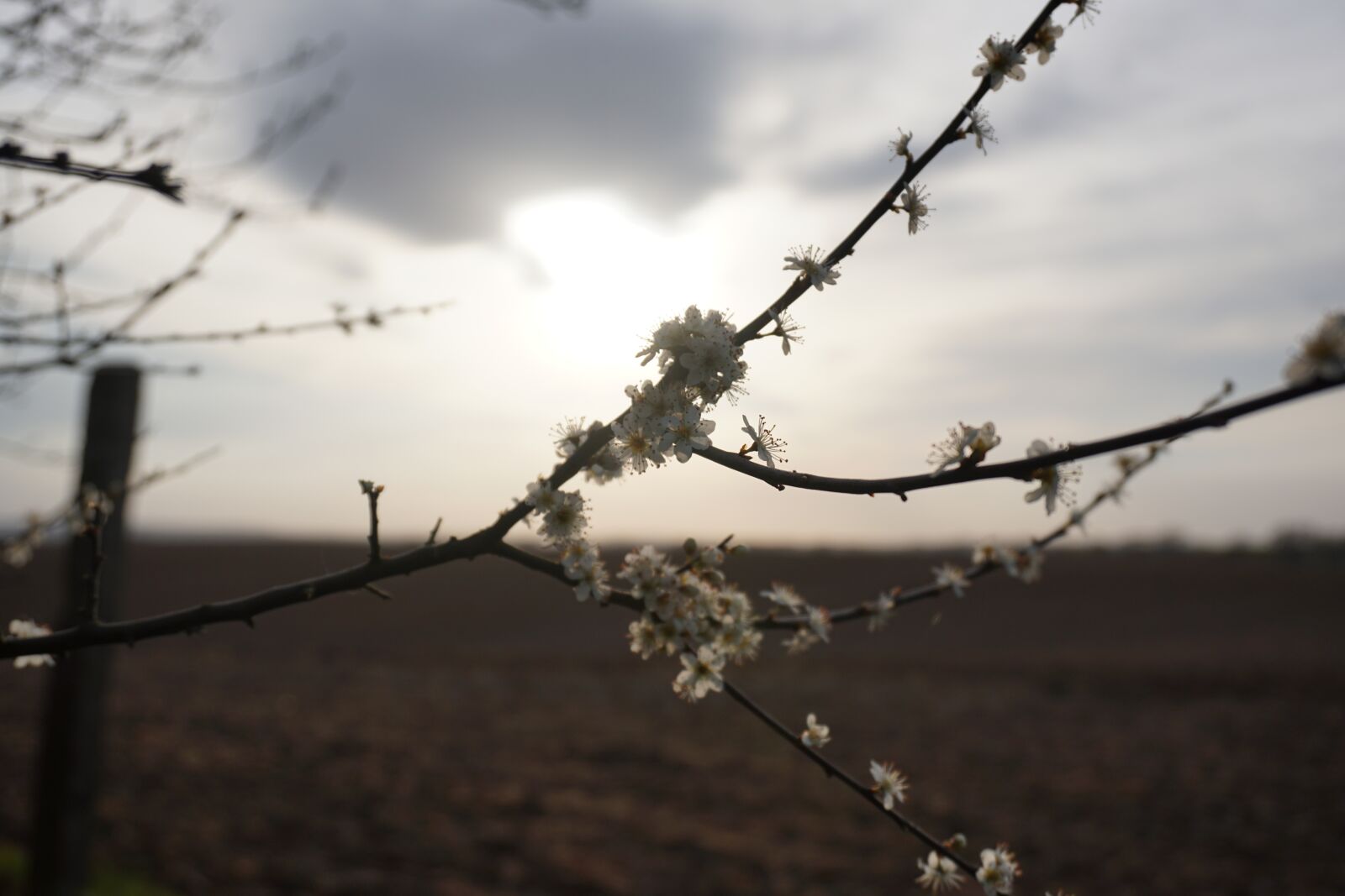 Sony a6300 sample photo. Flower, tree, sun photography