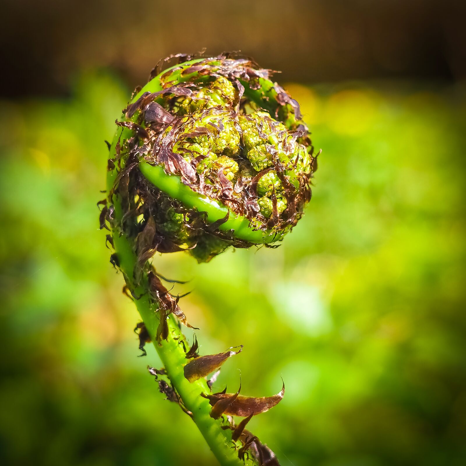Olympus OM-D E-M10 sample photo. Fern, forest, leaves photography