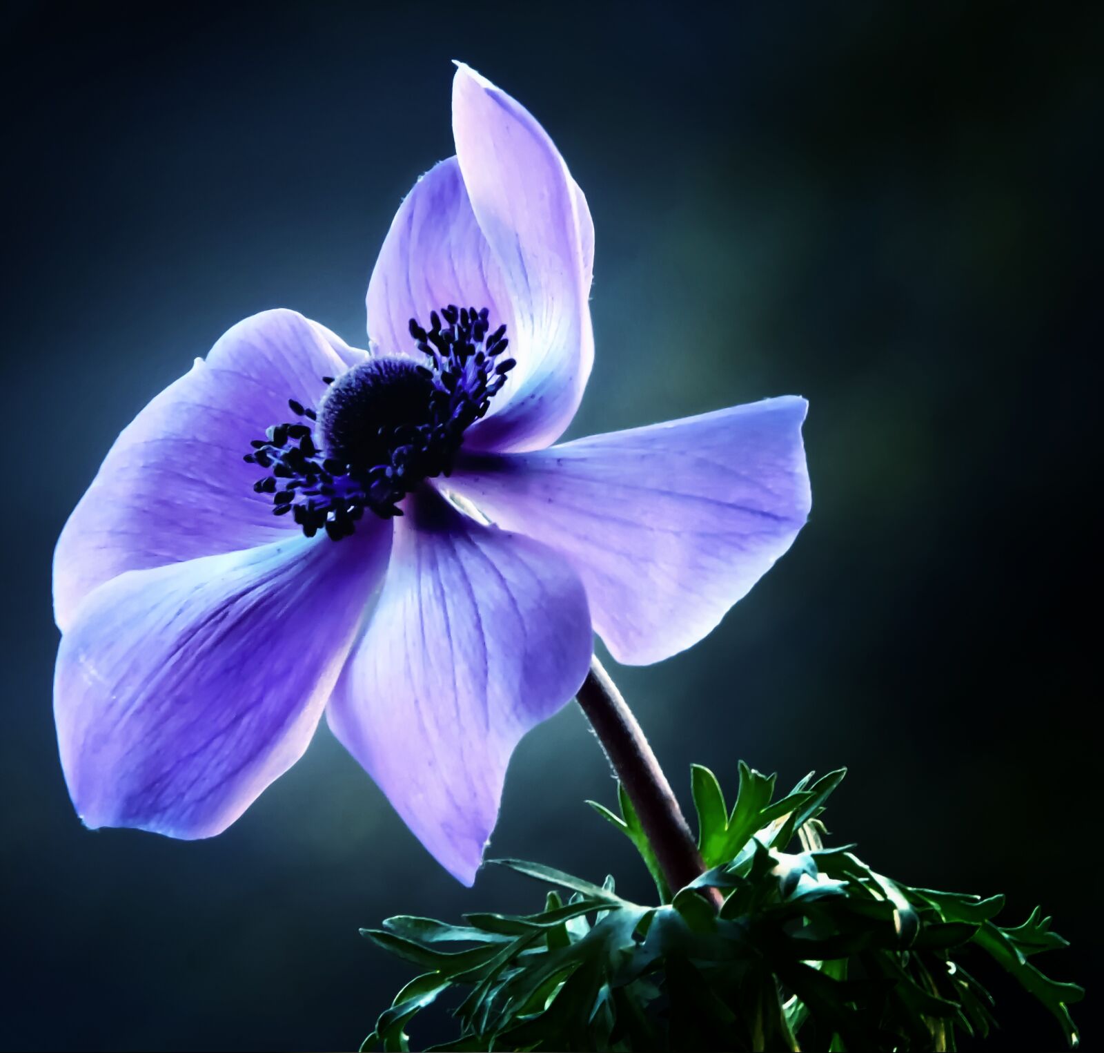 Canon EF-S 17-85mm F4-5.6 IS USM sample photo. Flowers, spring, nature photography