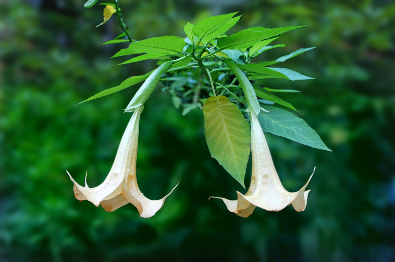 Sony Alpha NEX-3 + Sony E 18-55mm F3.5-5.6 OSS sample photo. Angel's trumpet, brugmansia, two photography