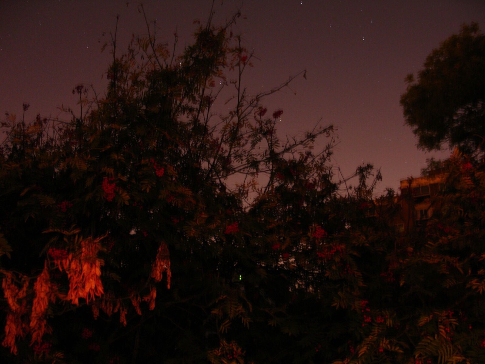 Sony DSC-V3 sample photo. Light, night, sky, stars photography