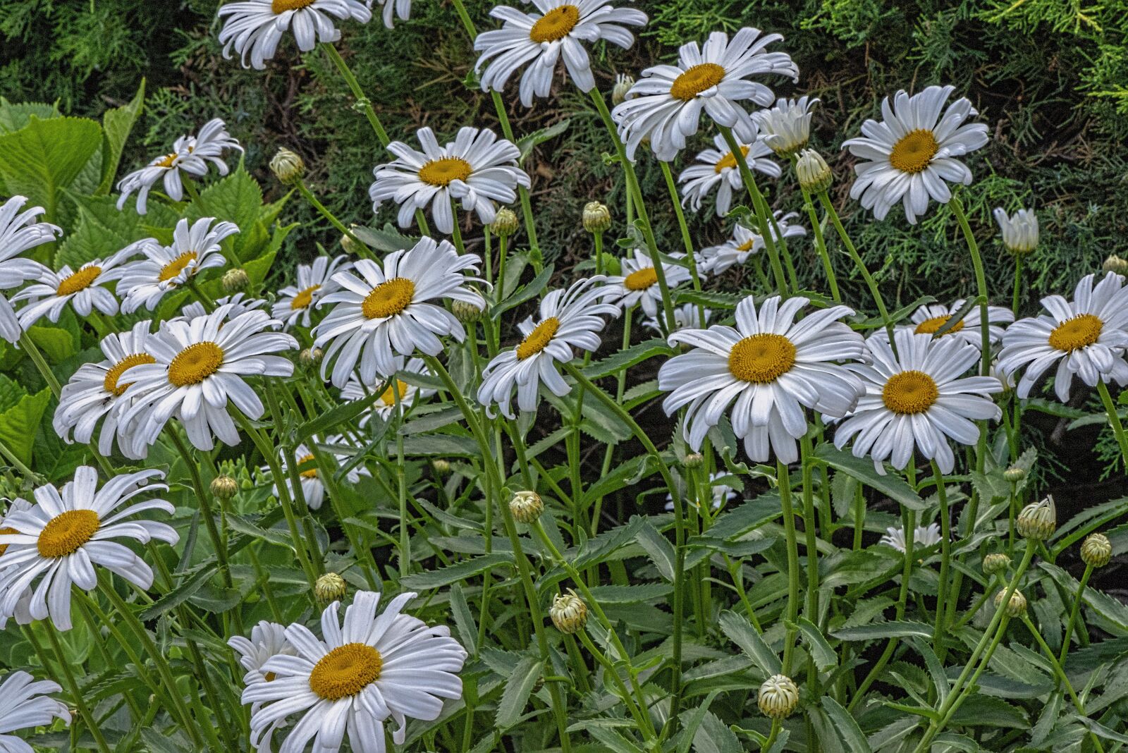 Nikon D610 sample photo. Daisies, bloom, yellow photography