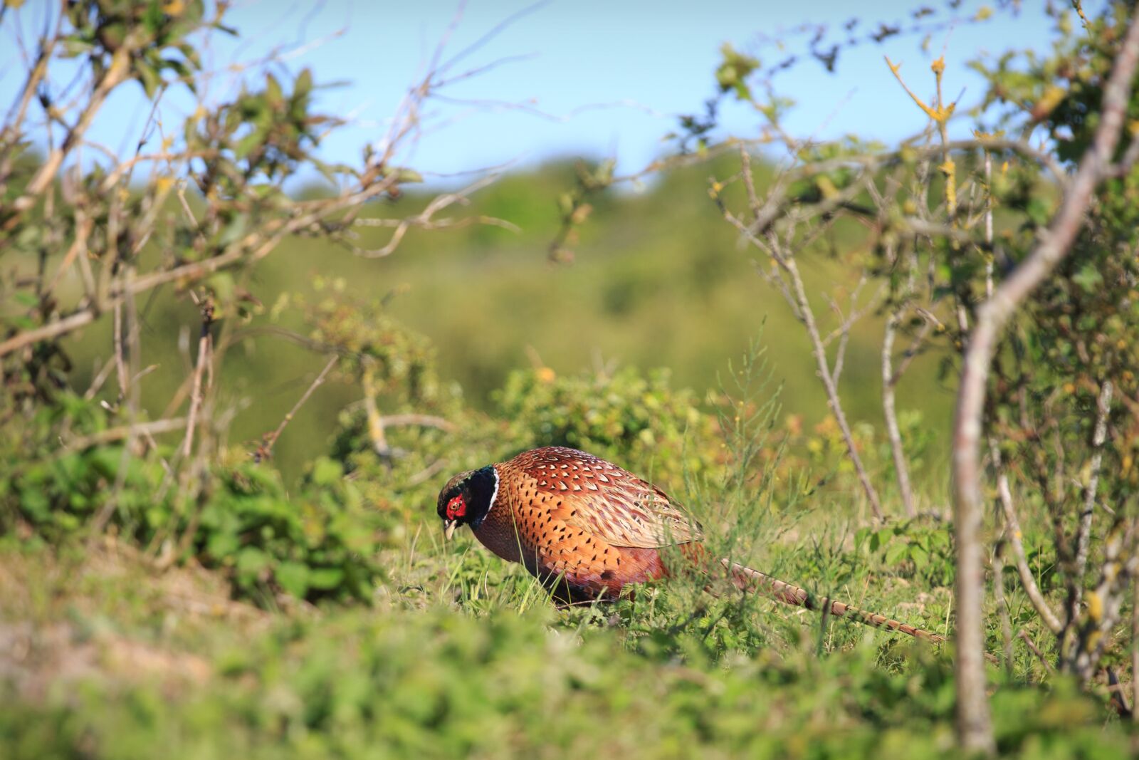 Canon EOS 6D + Canon EF 70-200mm F4L USM sample photo. Wildlife, bird, pheasant photography