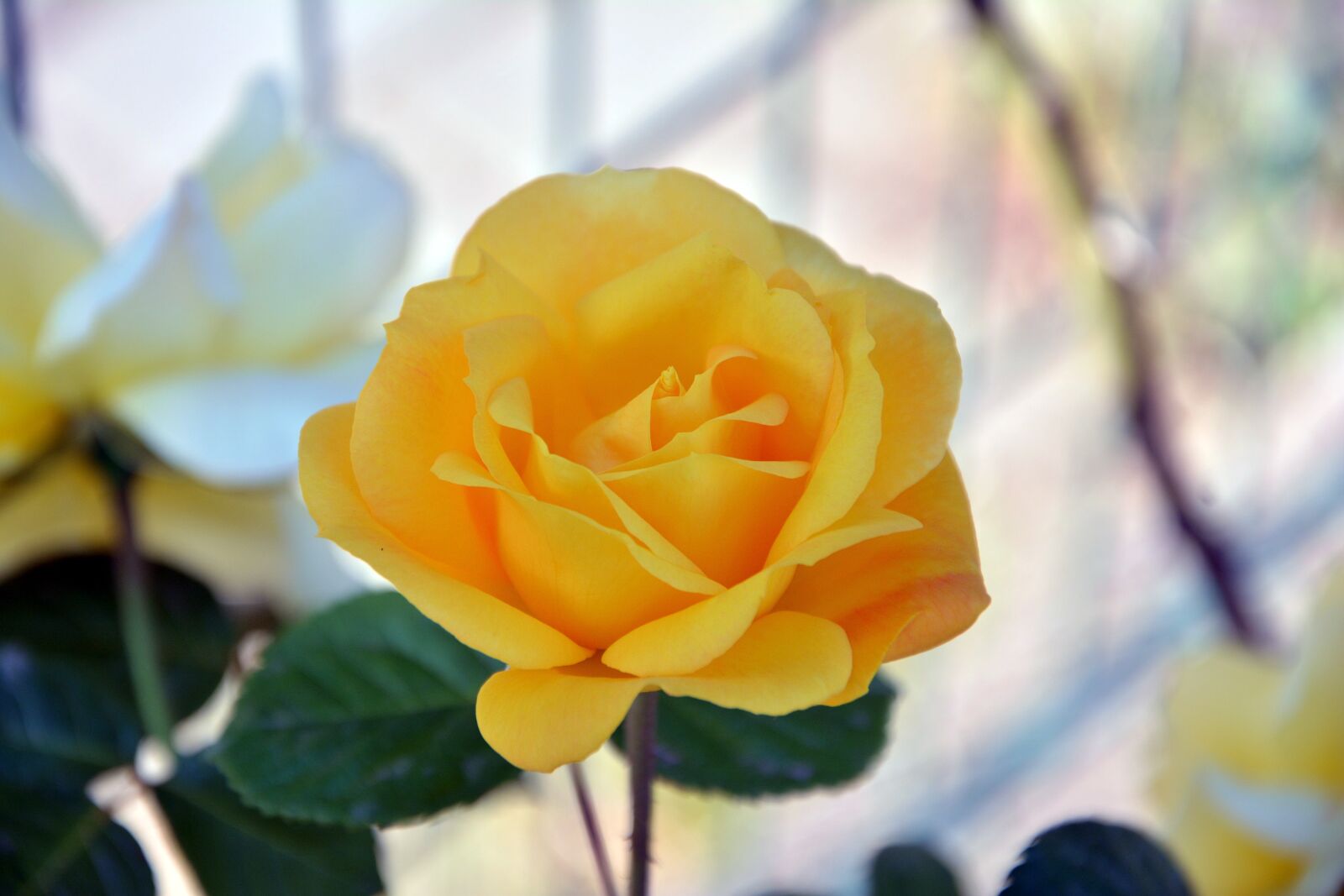 Nikon D7100 sample photo. Rose, yellow, plant photography