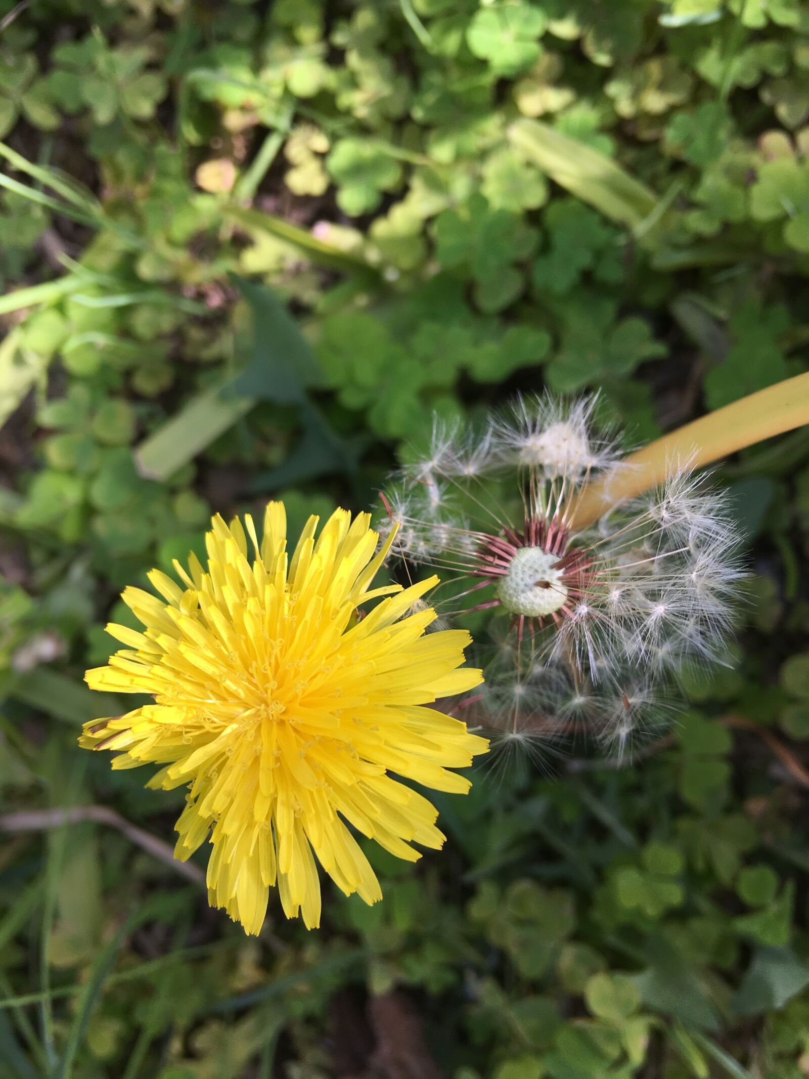 Apple iPhone 6s Plus sample photo. Wild, yellow flower, flowers photography