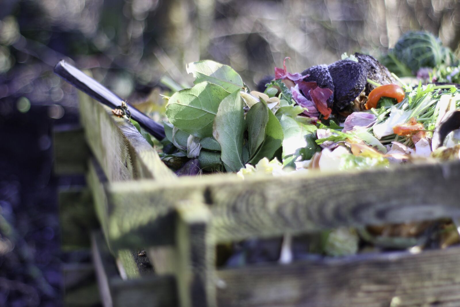 Canon EOS 600D (Rebel EOS T3i / EOS Kiss X5) sample photo. Garden, compost, nature photography