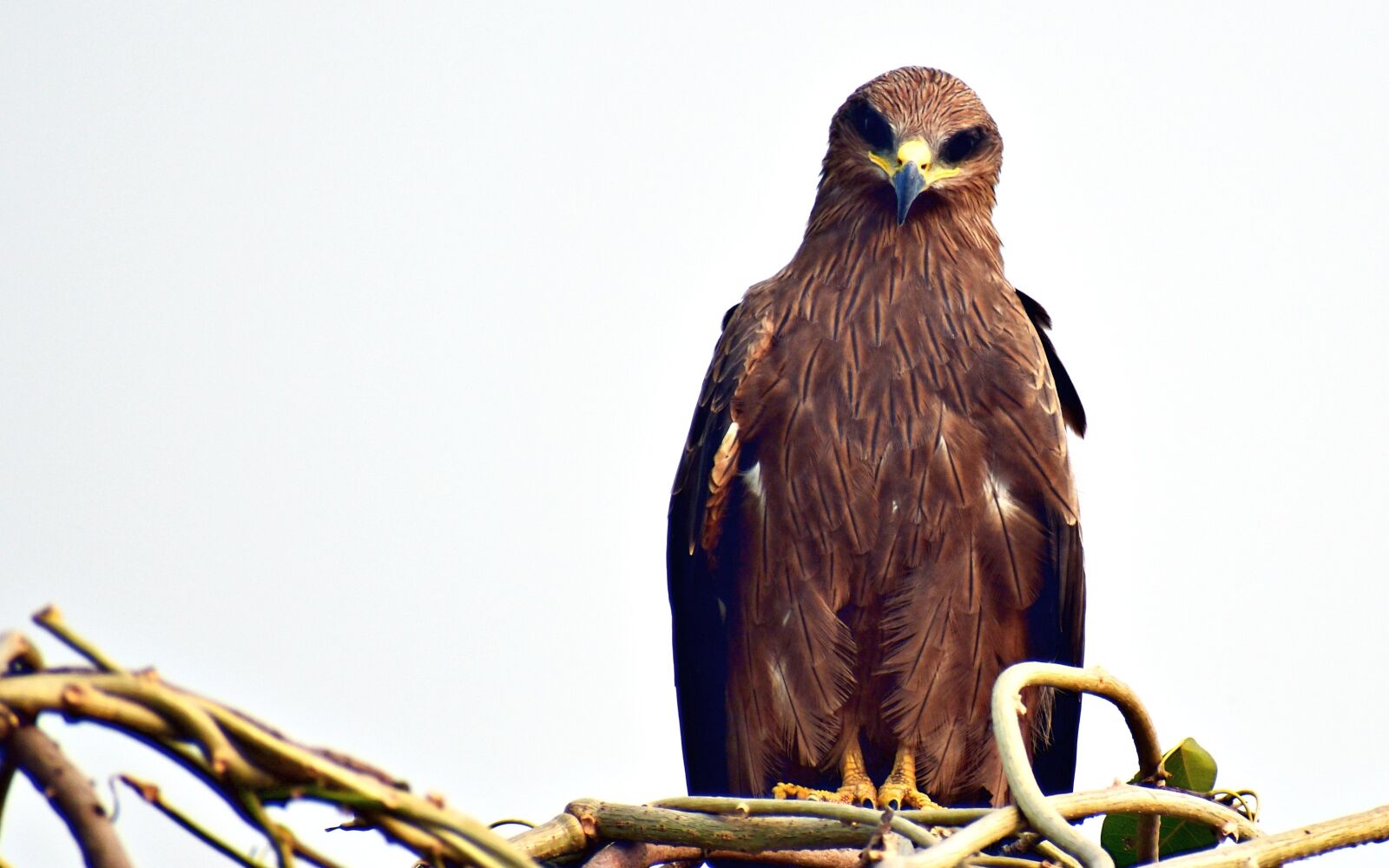 Nikon D5600 sample photo. Black kite, bird, raptor photography