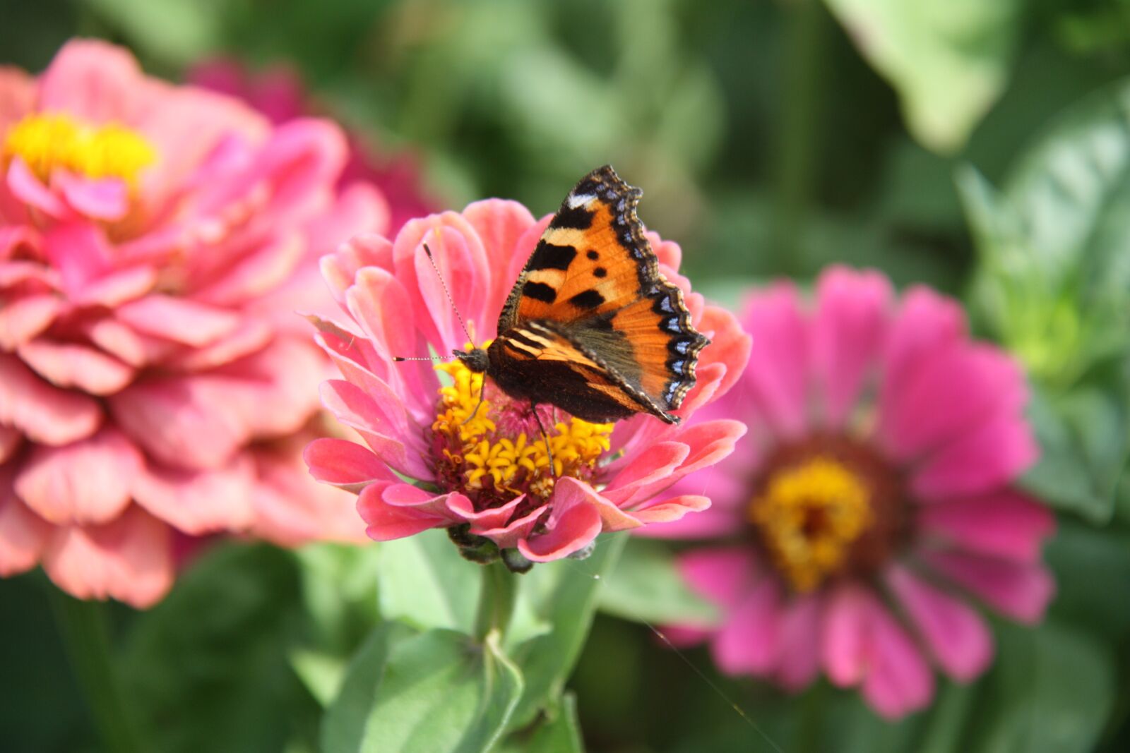 Canon EOS 450D (EOS Rebel XSi / EOS Kiss X2) sample photo. Butterfly, nature, flower photography