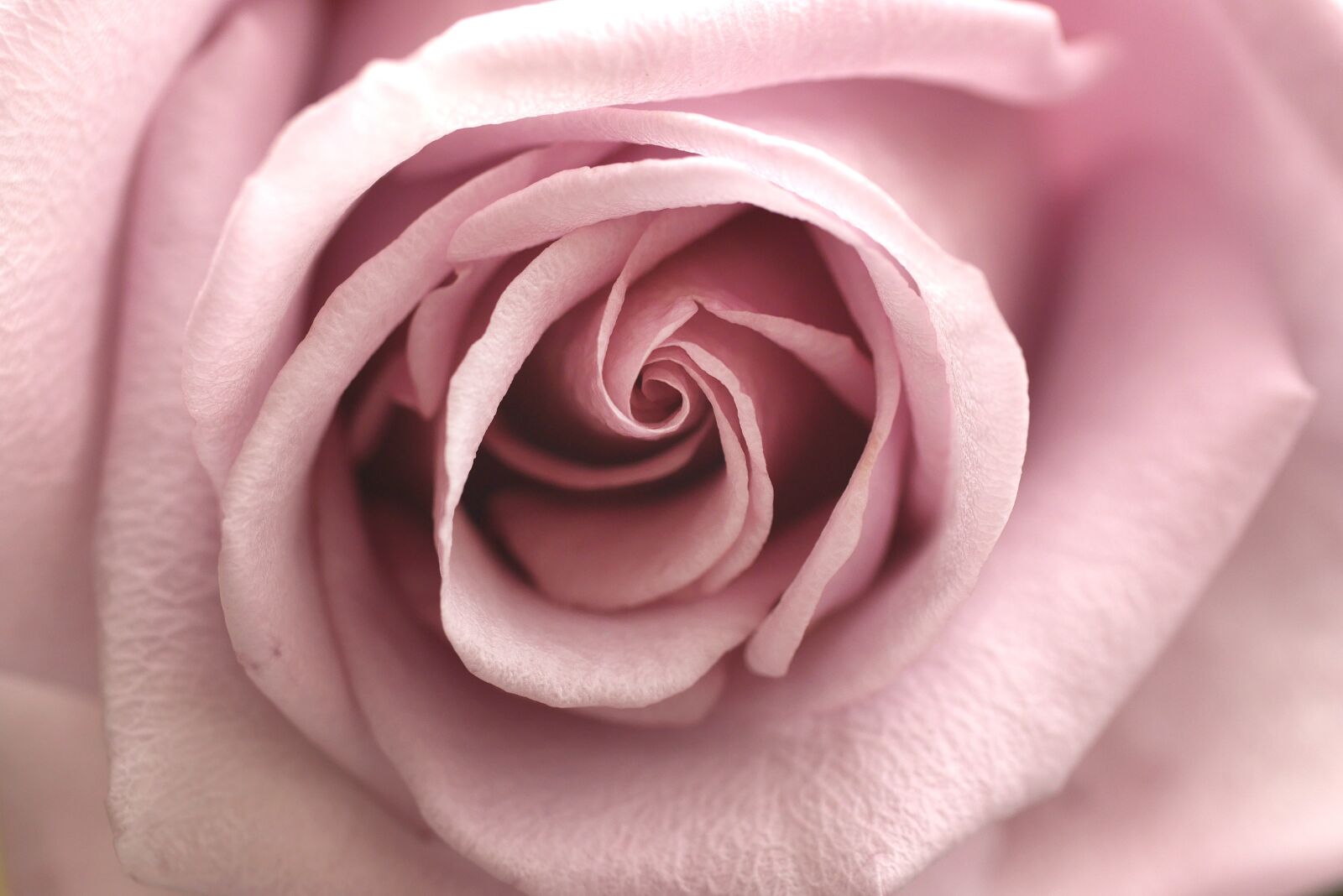 Panasonic Lumix DMC-GX7 sample photo. Rose, pink, flower photography