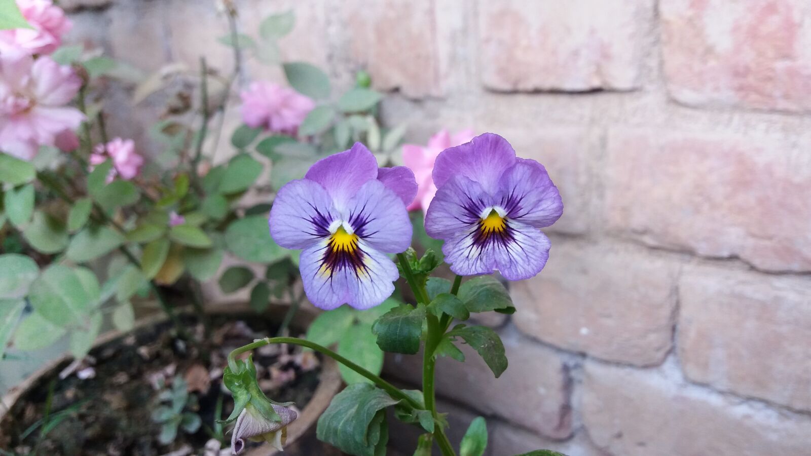 Samsung Galaxy J5 sample photo. Flower, nature, flora photography