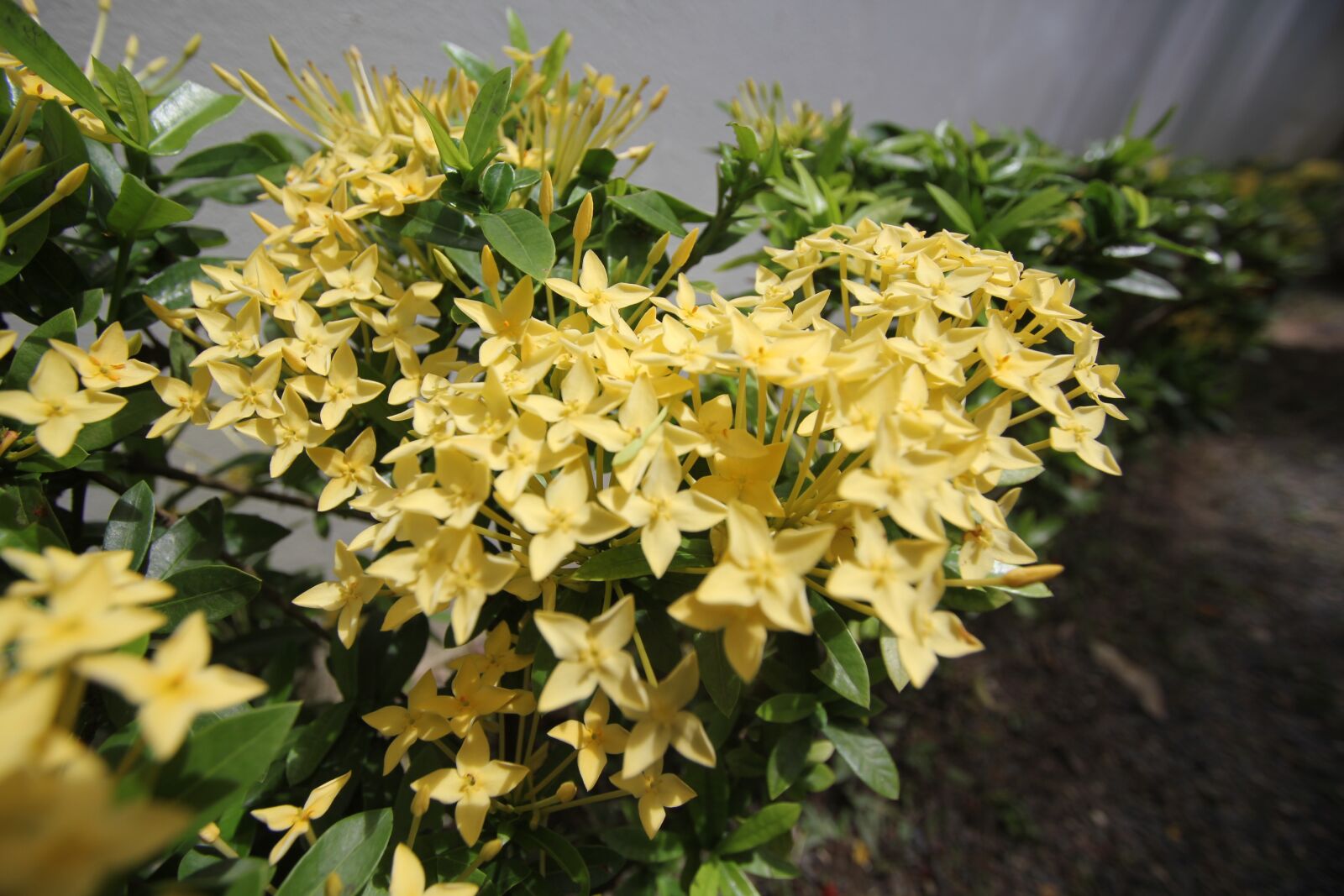 Canon EOS 550D (EOS Rebel T2i / EOS Kiss X4) sample photo. Flower, phuket, thailand photography