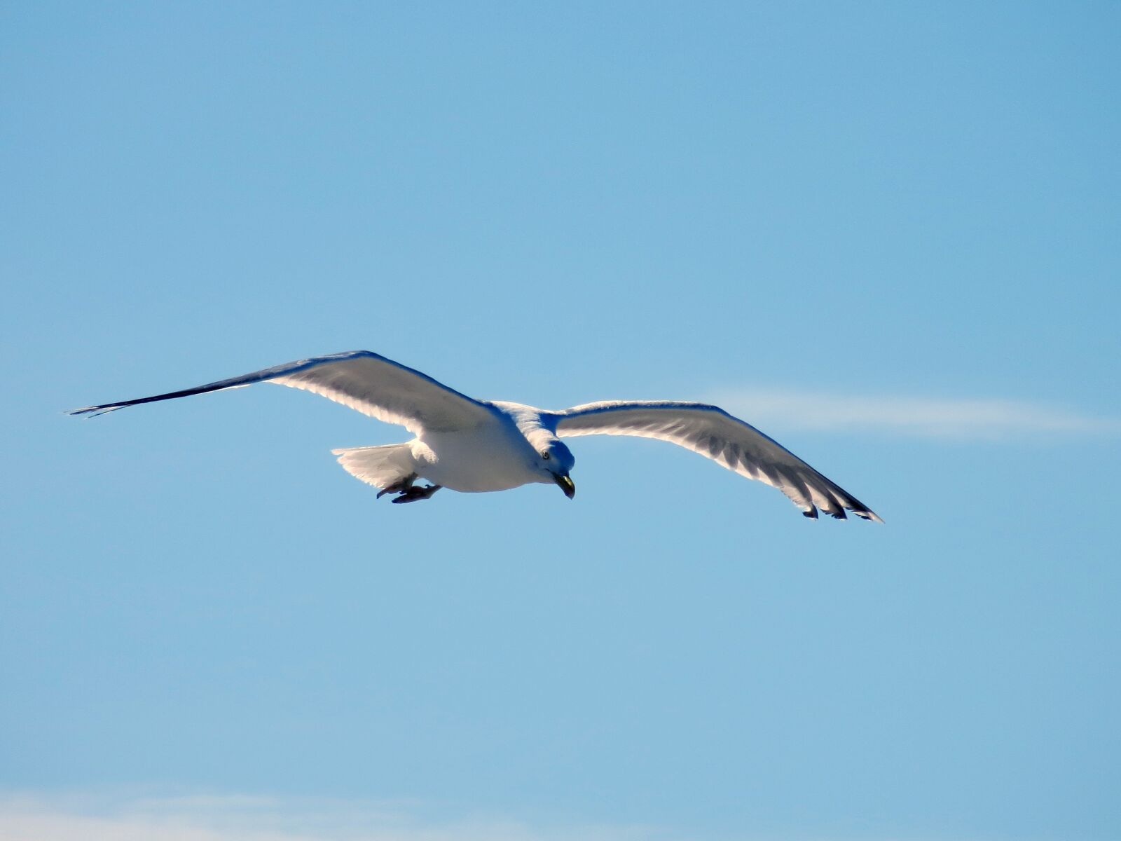 Canon PowerShot SX240 HS sample photo. Seagull, gull, flying photography