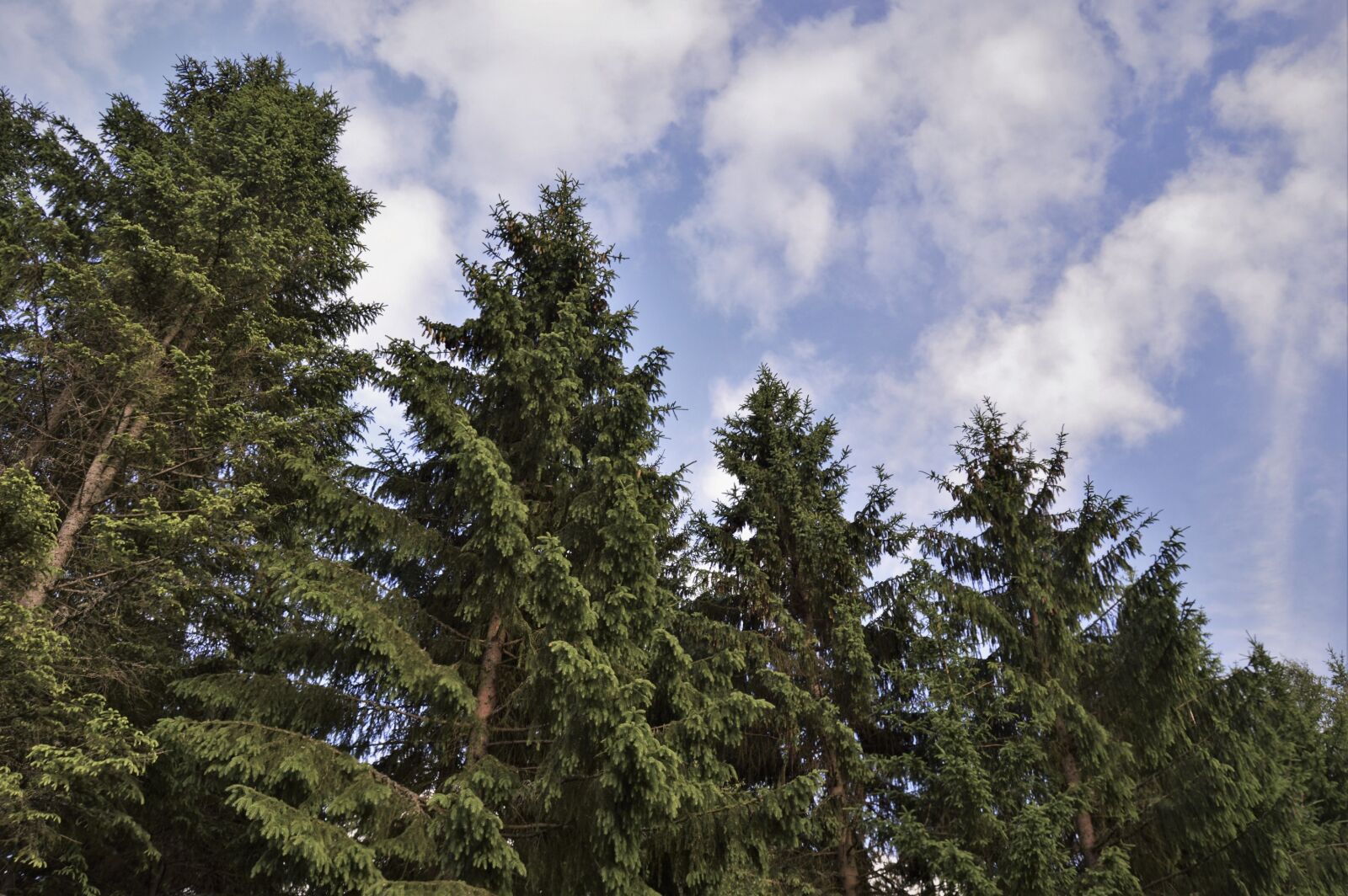 Nikon D3200 sample photo. Clouds, forest, nature, outdoors photography