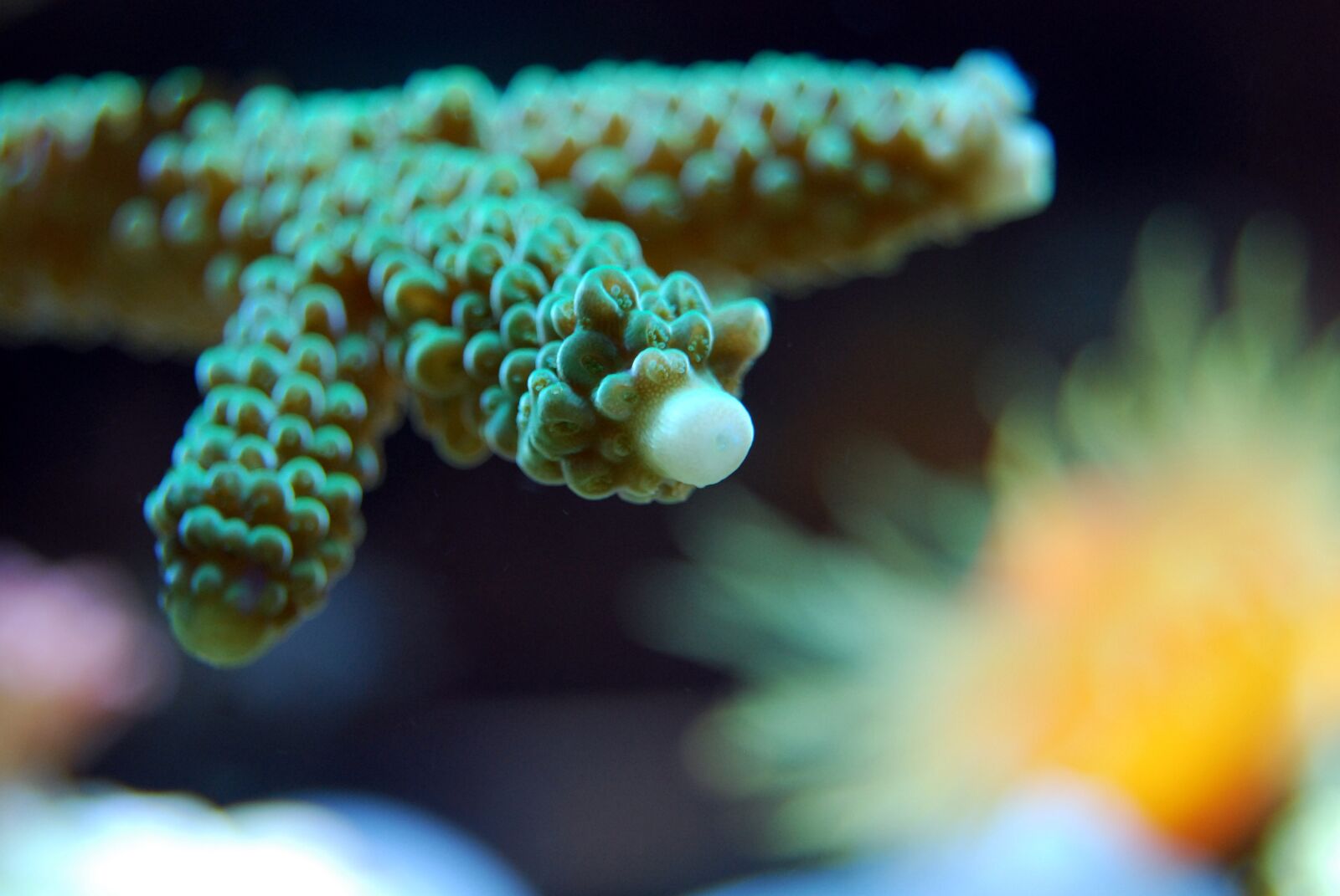Nikon D40X sample photo. Coral, reef, sea photography