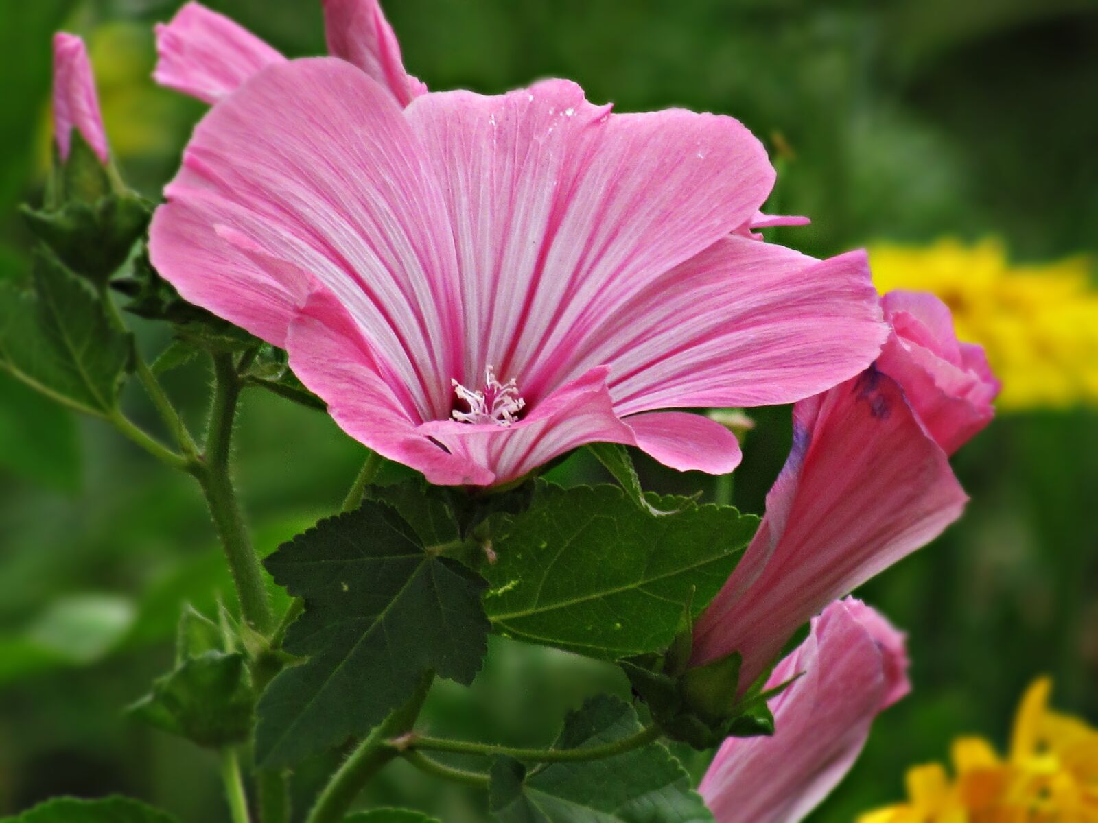 Canon PowerShot SX30 IS sample photo. Flowers, summer, nature photography