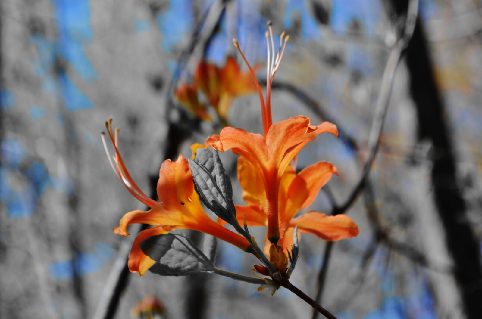 Nikon D5100 sample photo. Flower, nature, summer photography